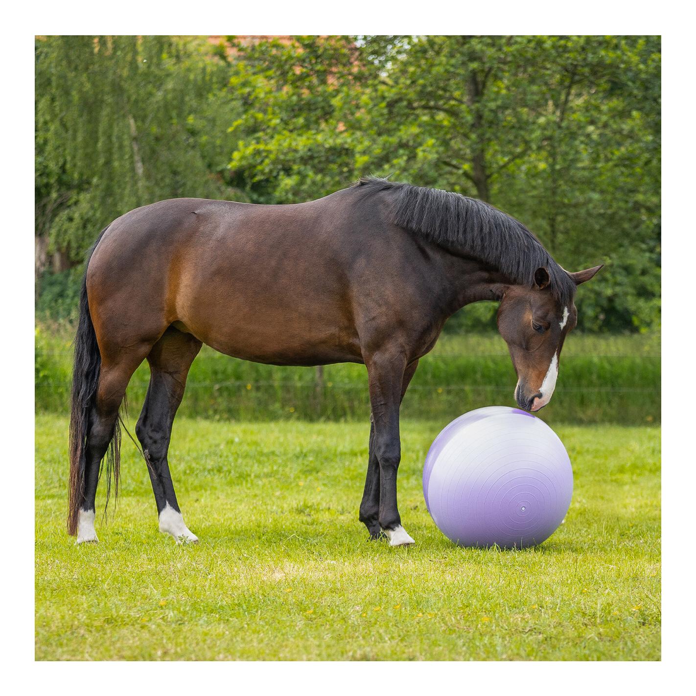 QHP Pferdefussball two-tone