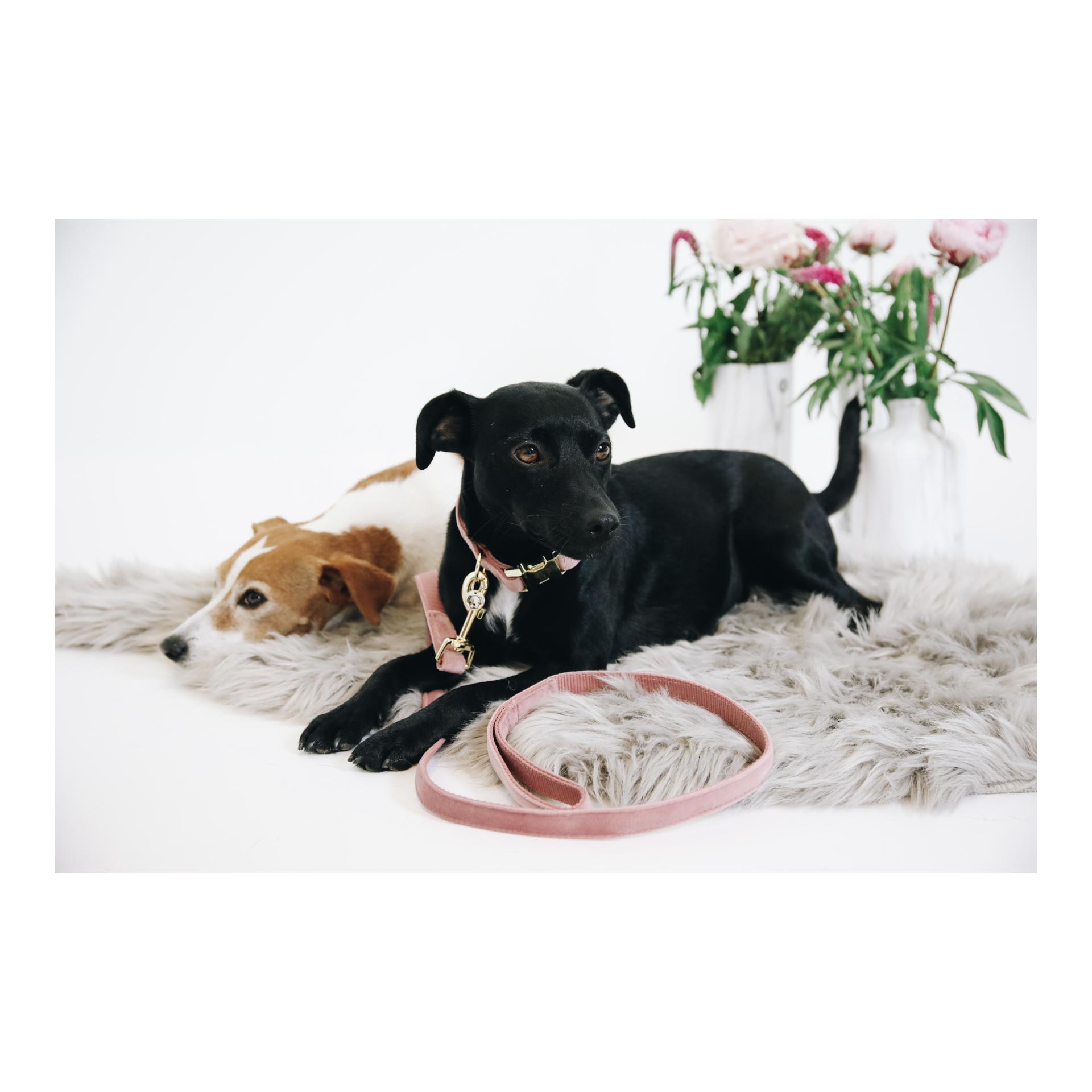 Kentucky Dogwear Laisse pour chien Velvet - old rose