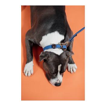Kentucky Dogwear Collier pour chien en nylon tressé