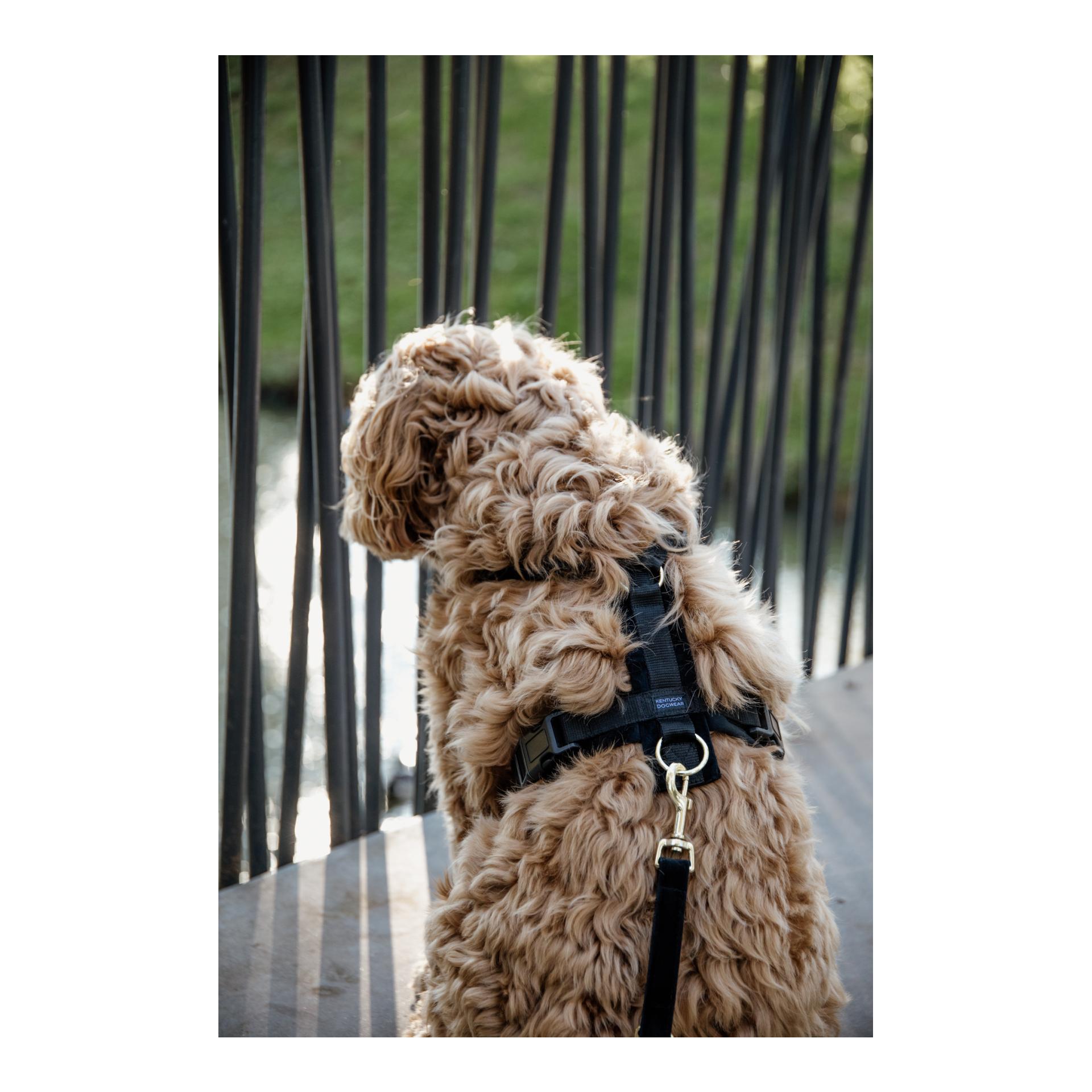Kentucky Dogwear Harnais pour chien Active Velvet