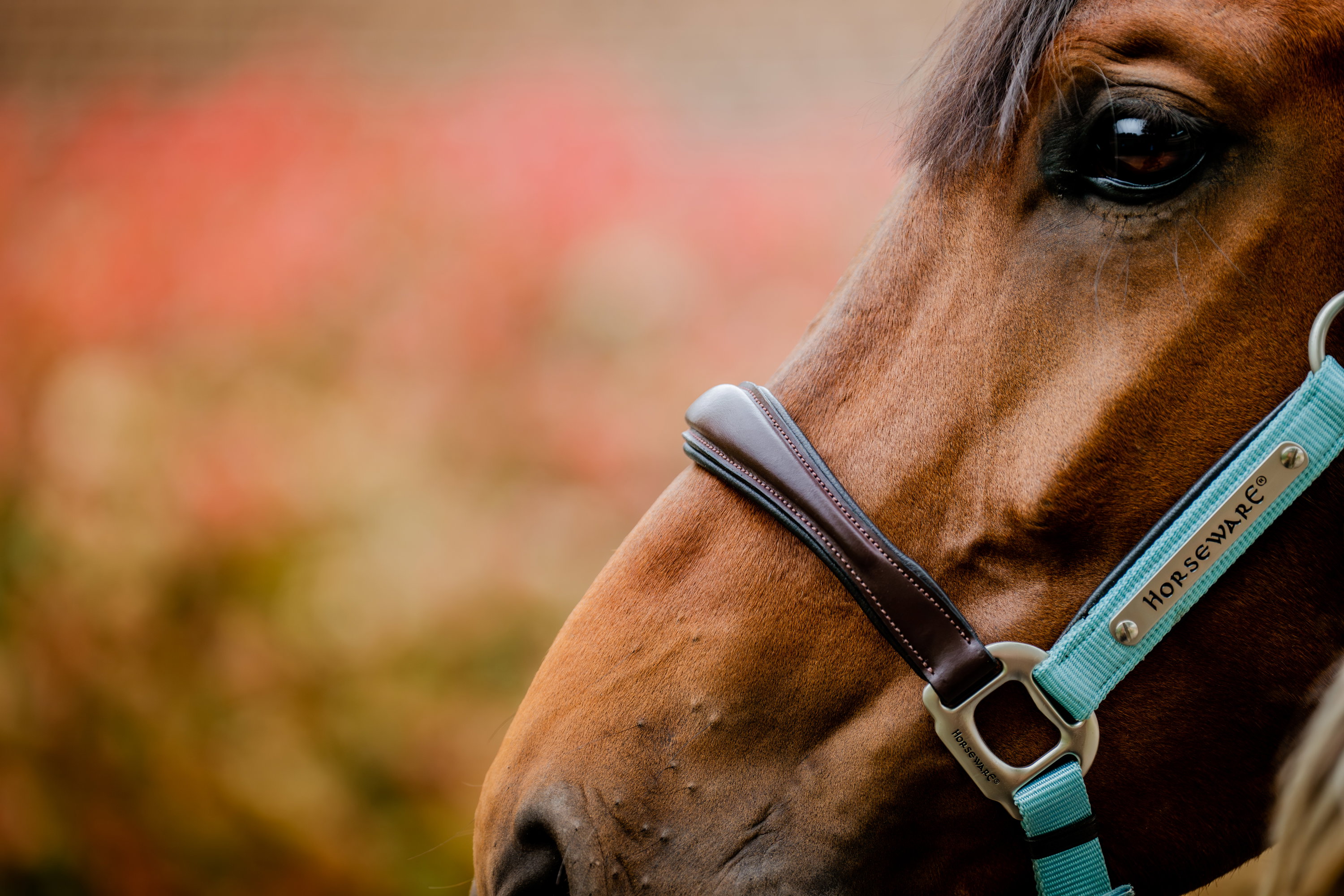 Horseware Halfter Signature Compeition