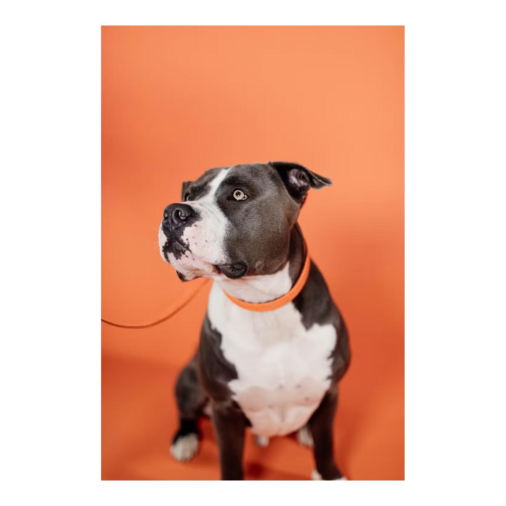 Kentucky Dogwear Collier pour chien en nylon tressé