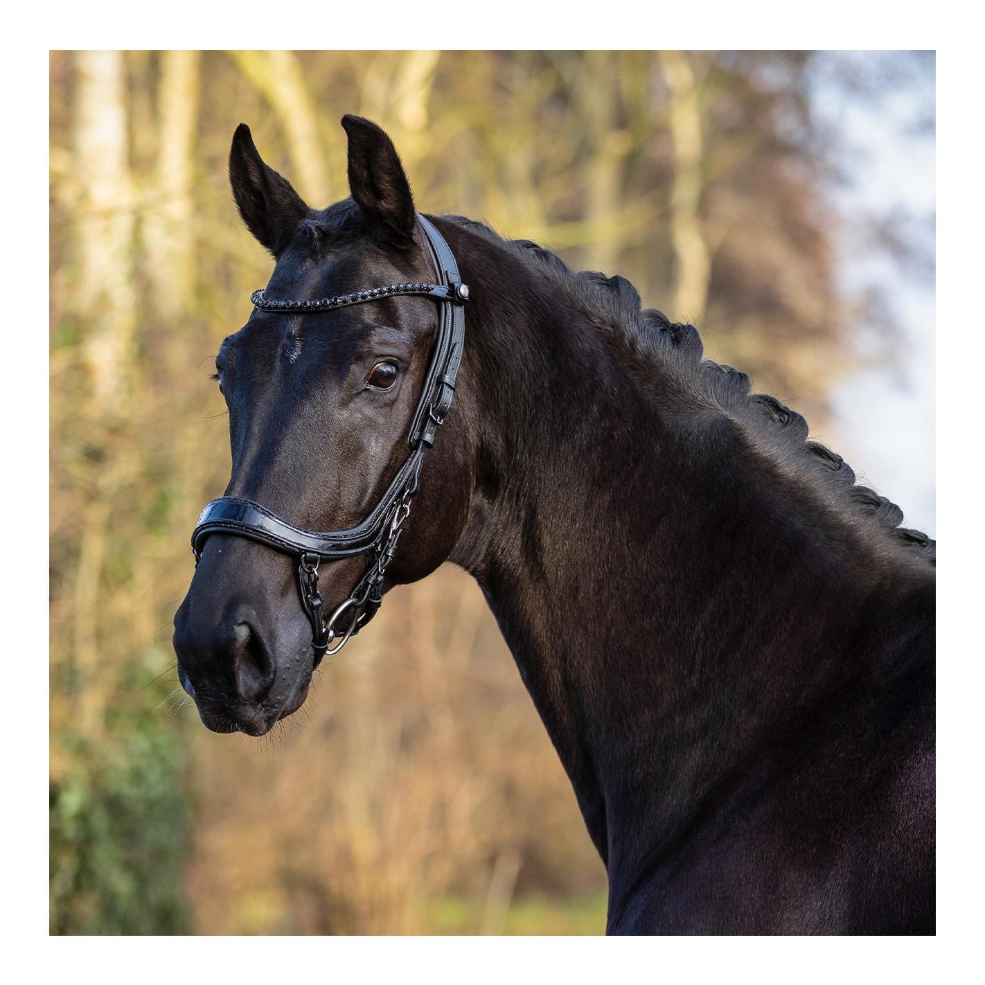 PresTeq Zaumzeug FaySport Blackpearl