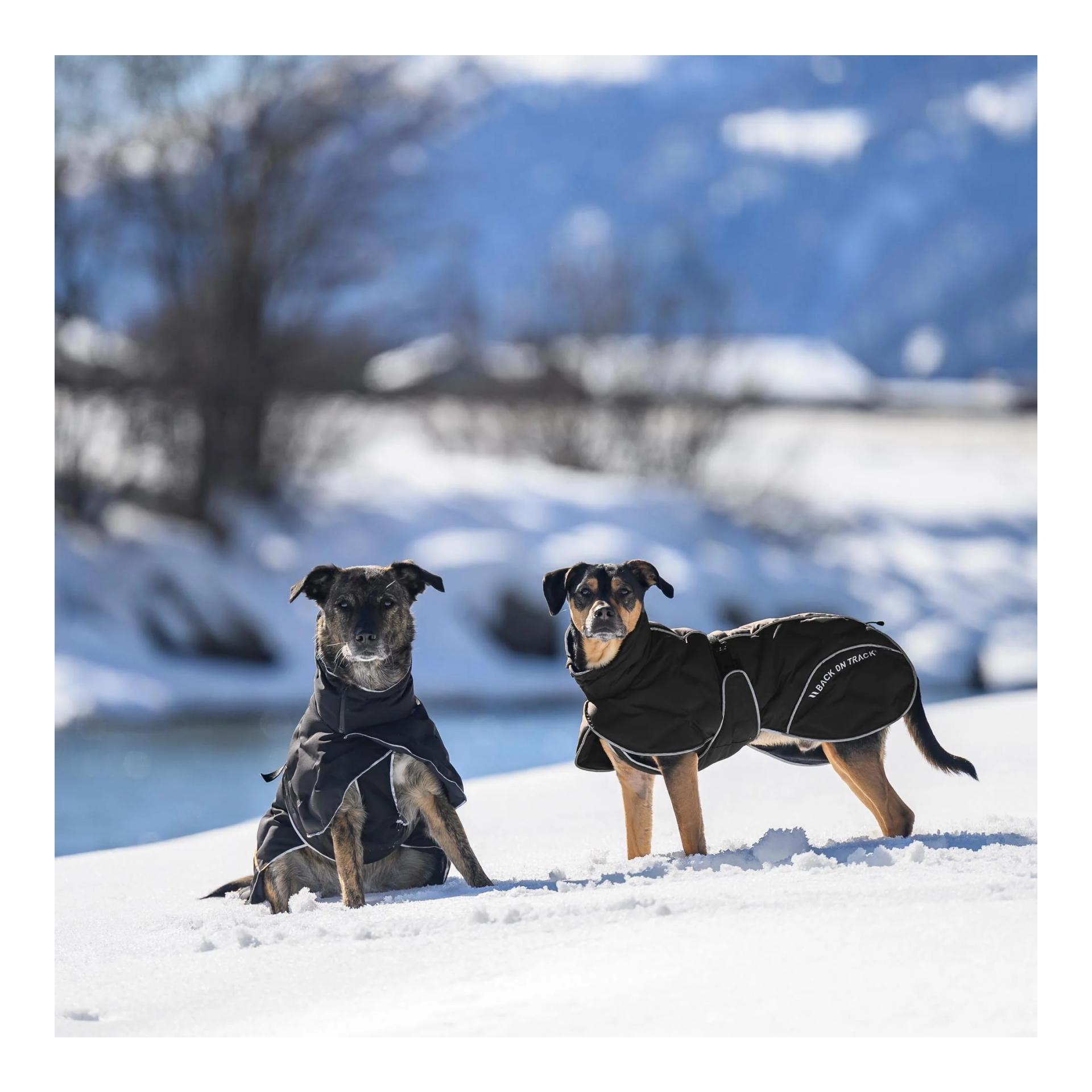 Back on Track BAY manteau d'hiver pour chiens, 120 g, queue haute