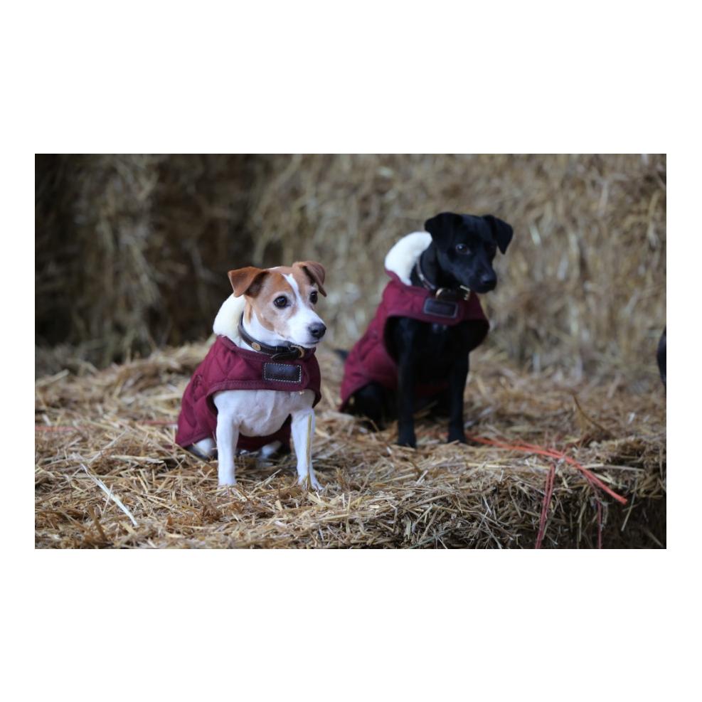 Kentucky Dogwear Manteau pour chien Original - bordeaux