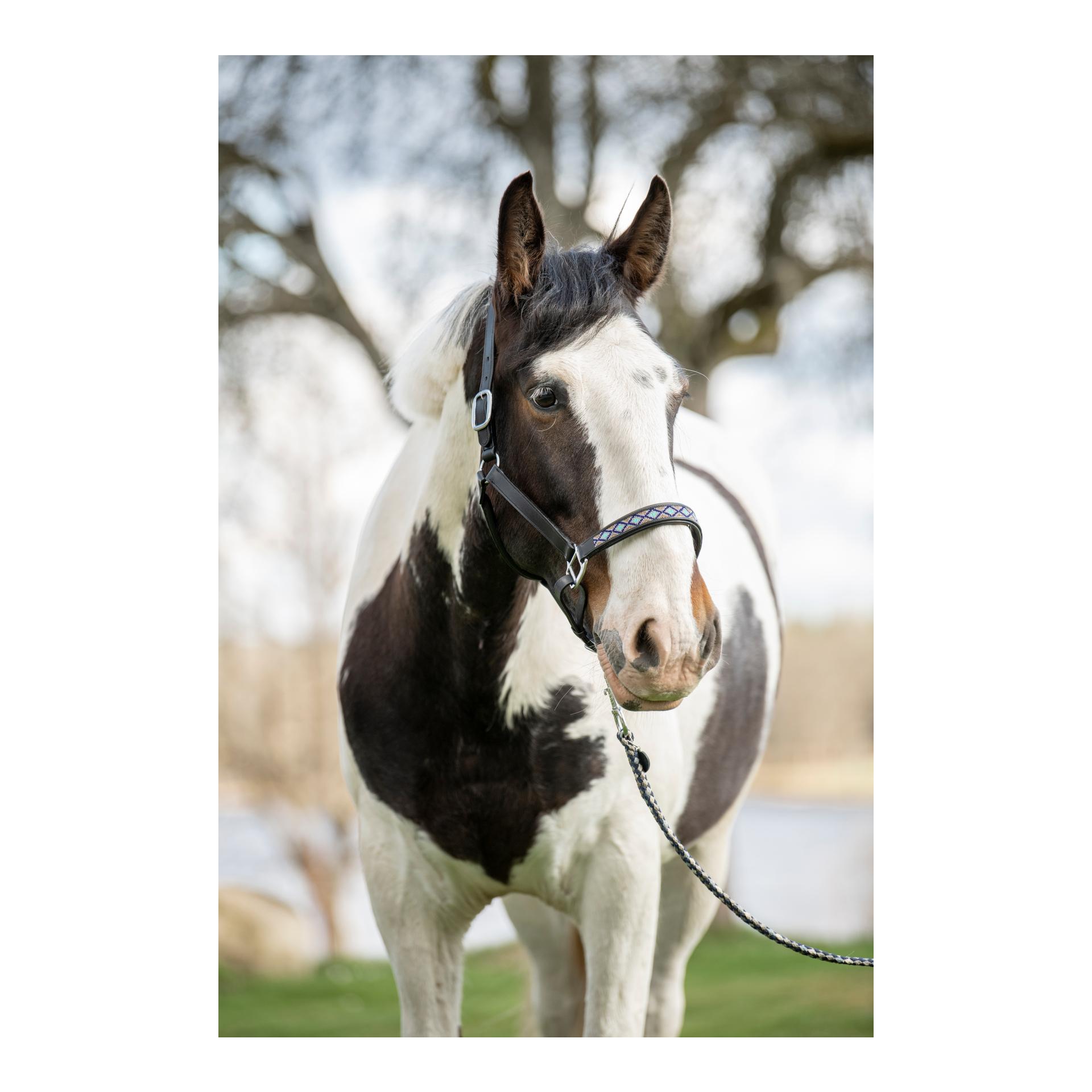 Soulhorse Lederhalfter Pearls