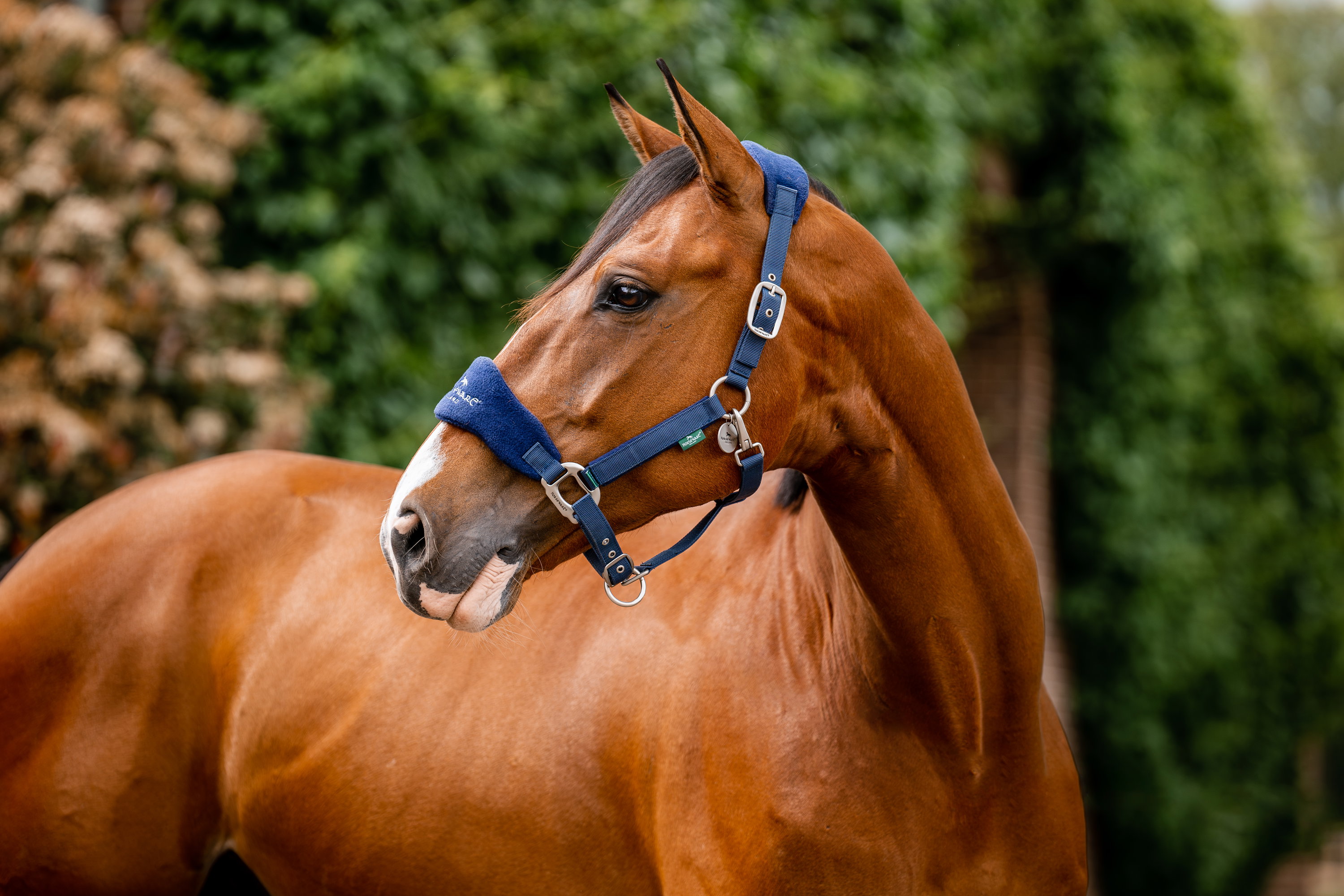 Halfter Grooming Signature
