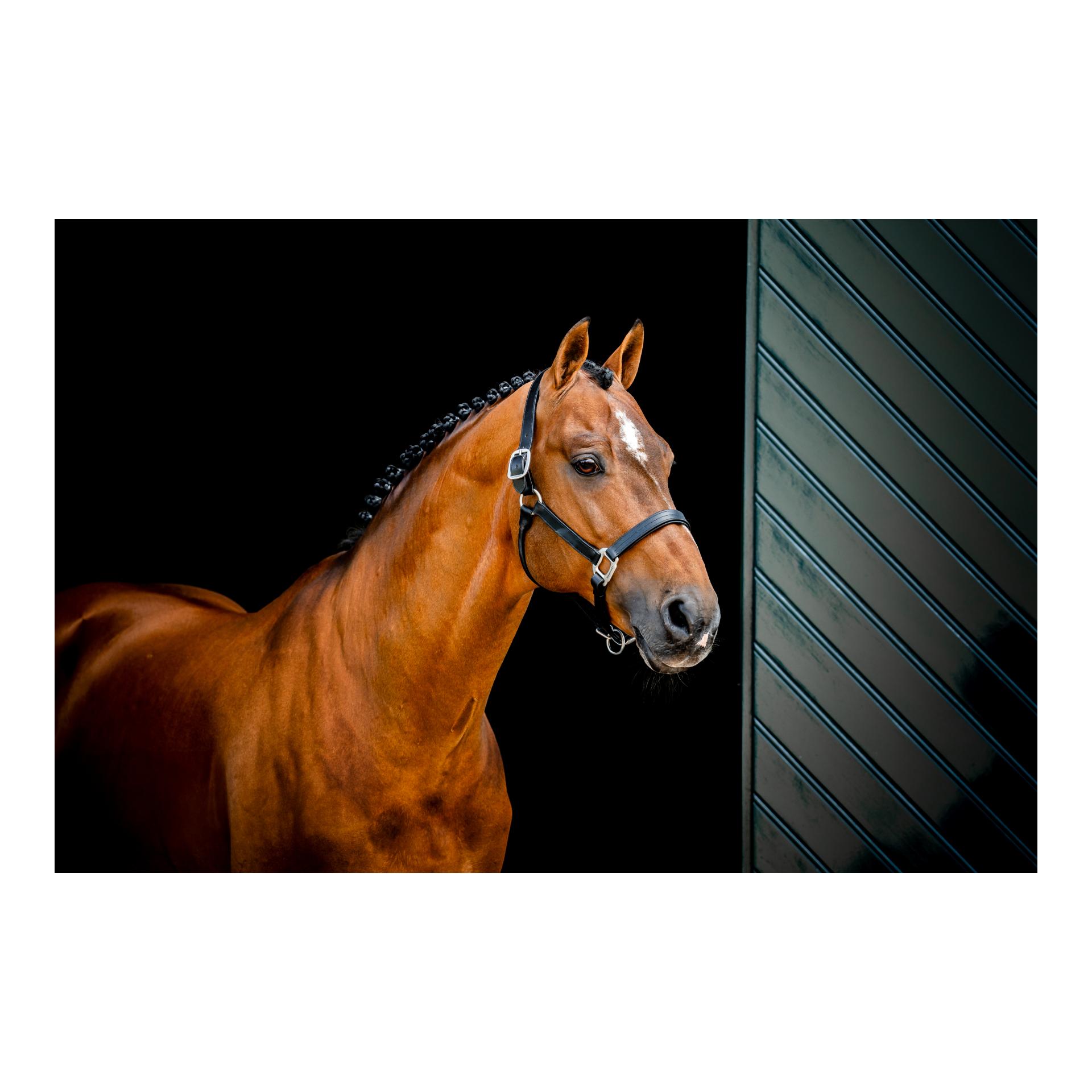 Horseware Lederhalfter Signature