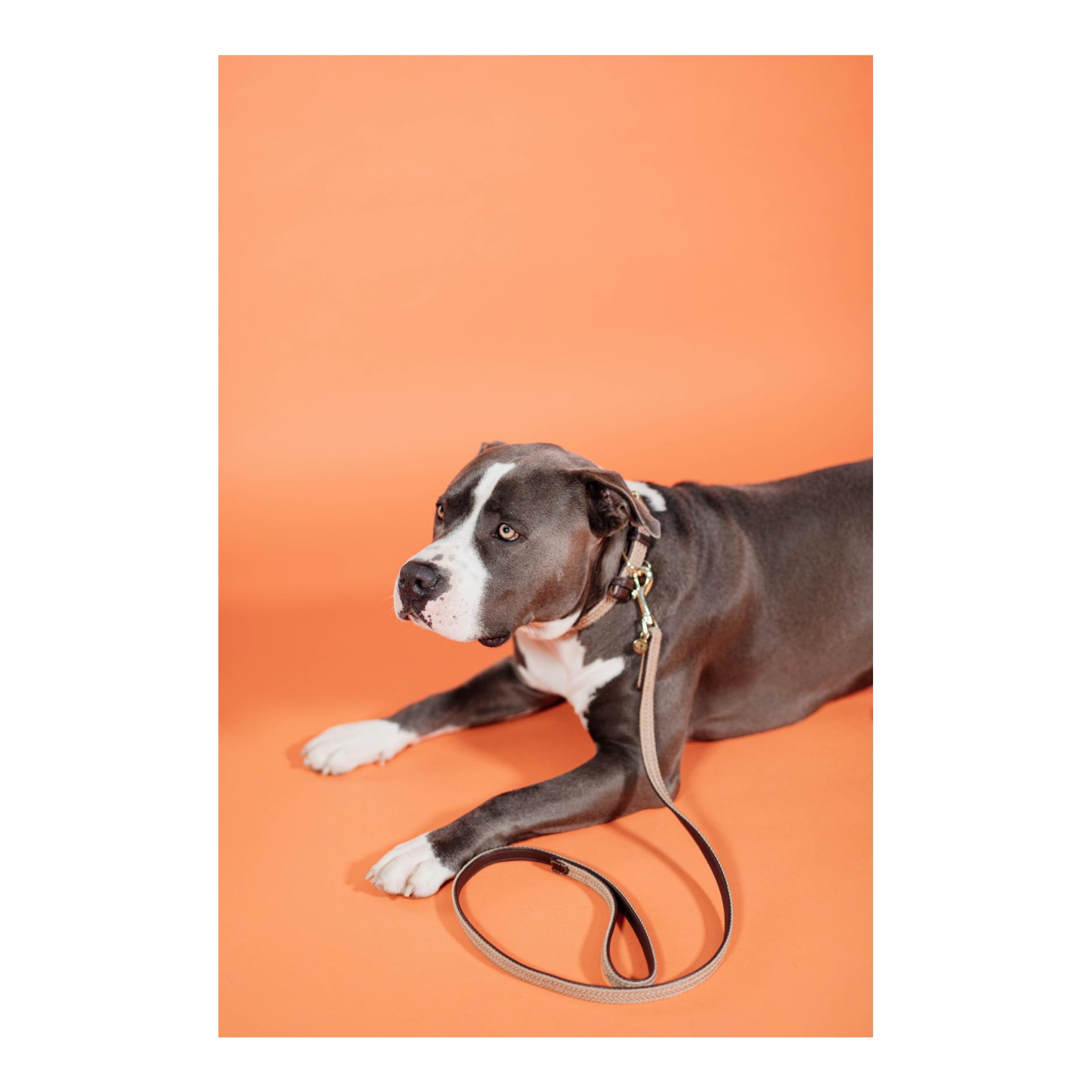 Kentucky Dogwear Collier pour chien en nylon tressé