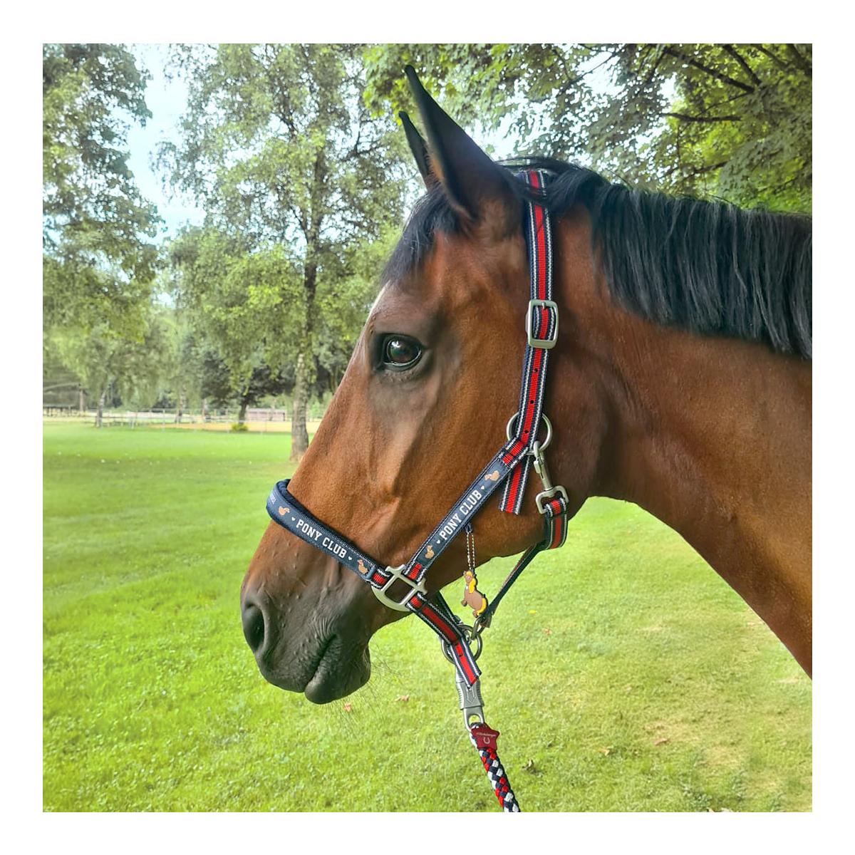 Soulhorse Halfter Dual Alu "Pony Club"