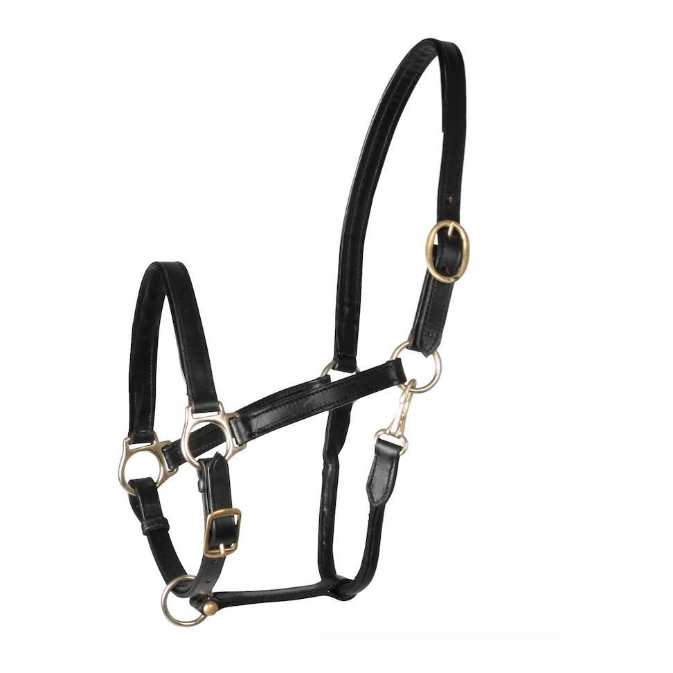 Star Lederhalfter «Robust» - schwarz