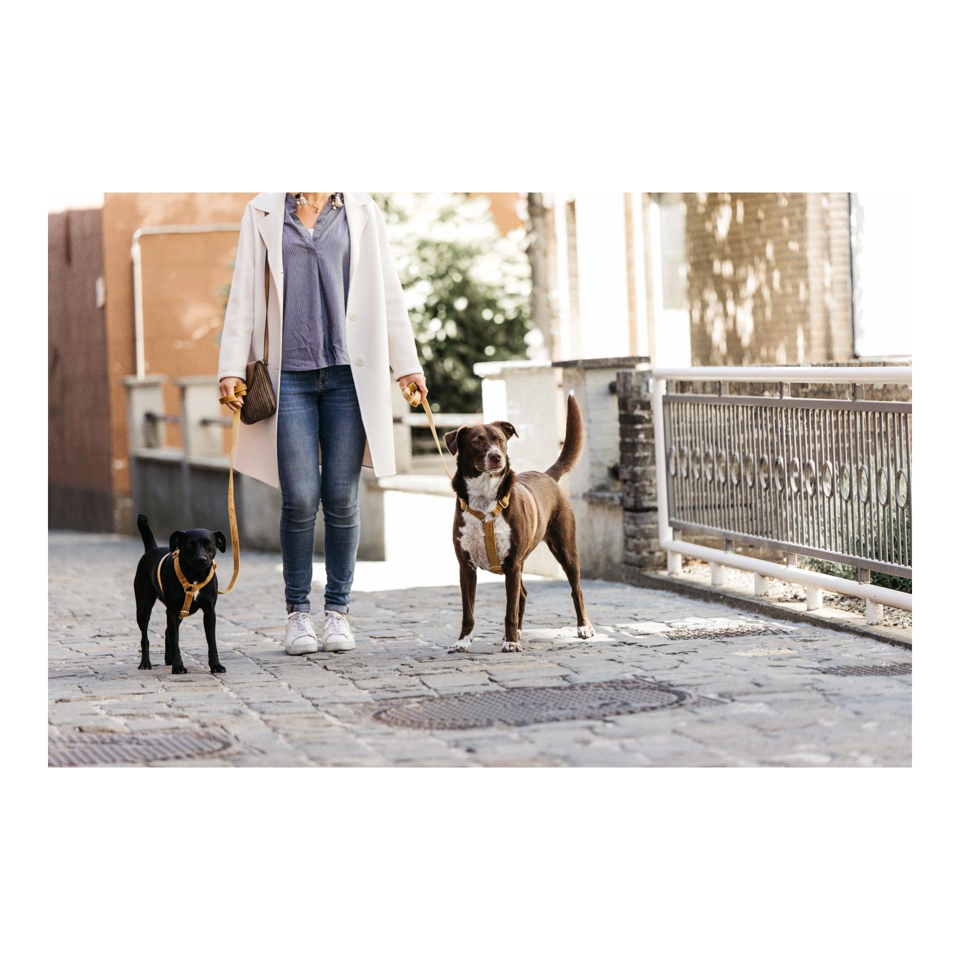Kentucky Dogwear Hundeleine Velvet - mustard