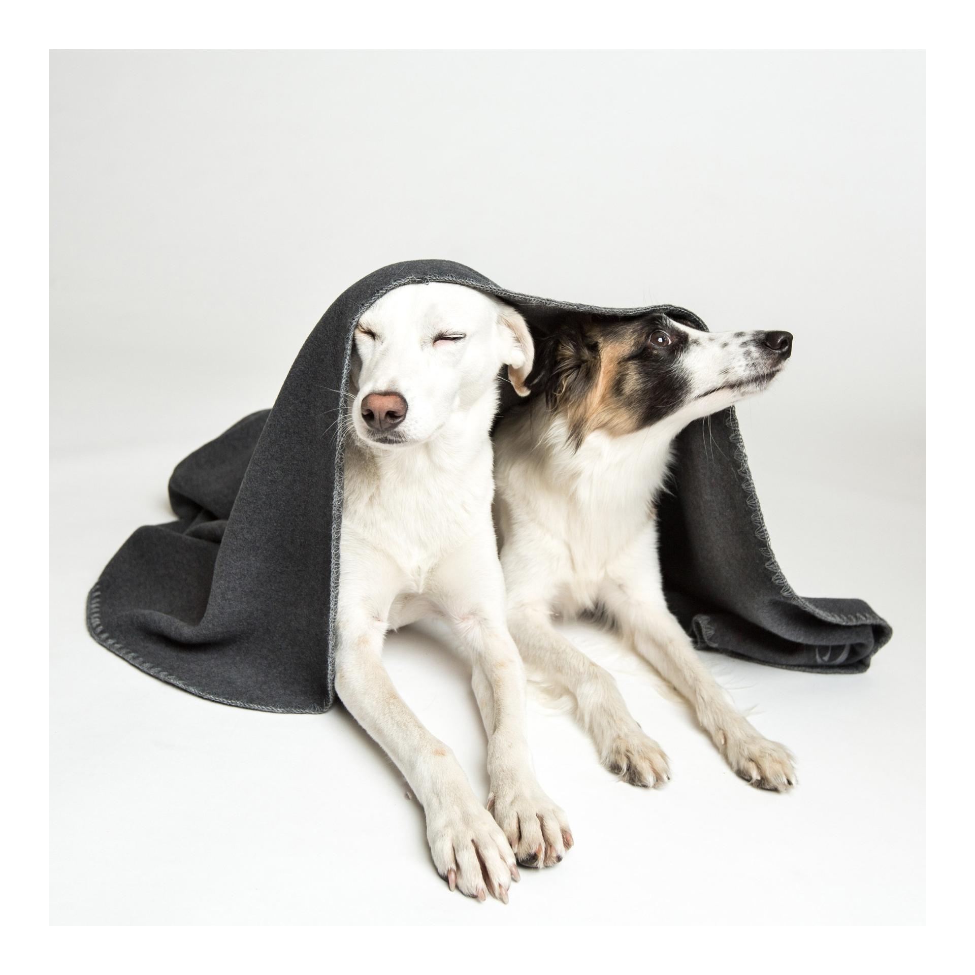Cloud 7 Couverture pour chien en polaire douce - gris foncé