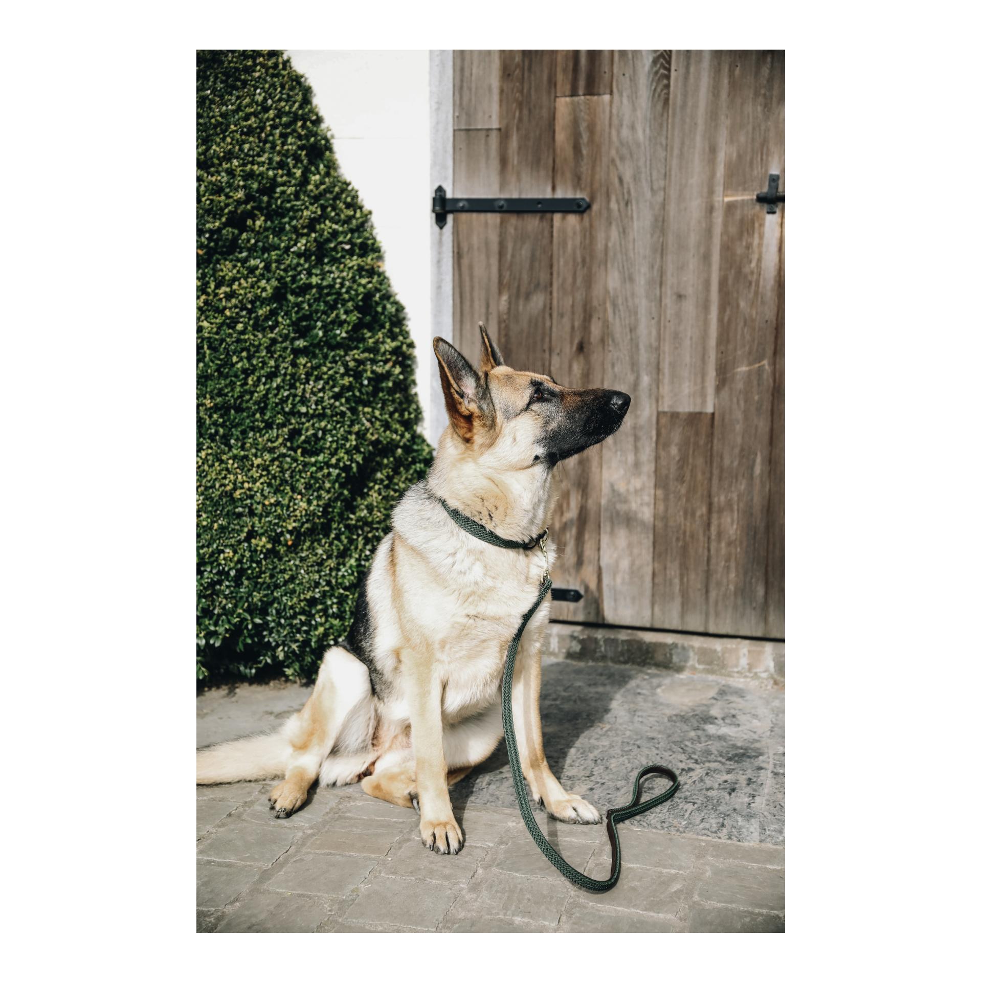 Kentucky Dogwear Hundehalsband Nylon geflochten - olive green