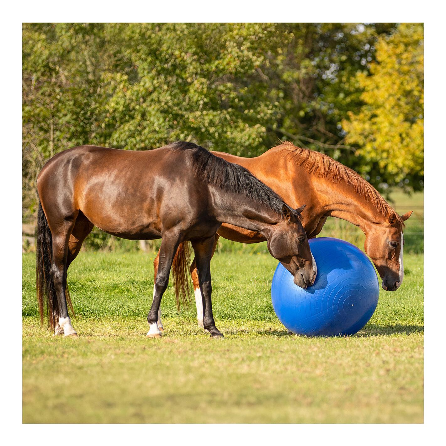 QHP Balle pour chevaux - bleu