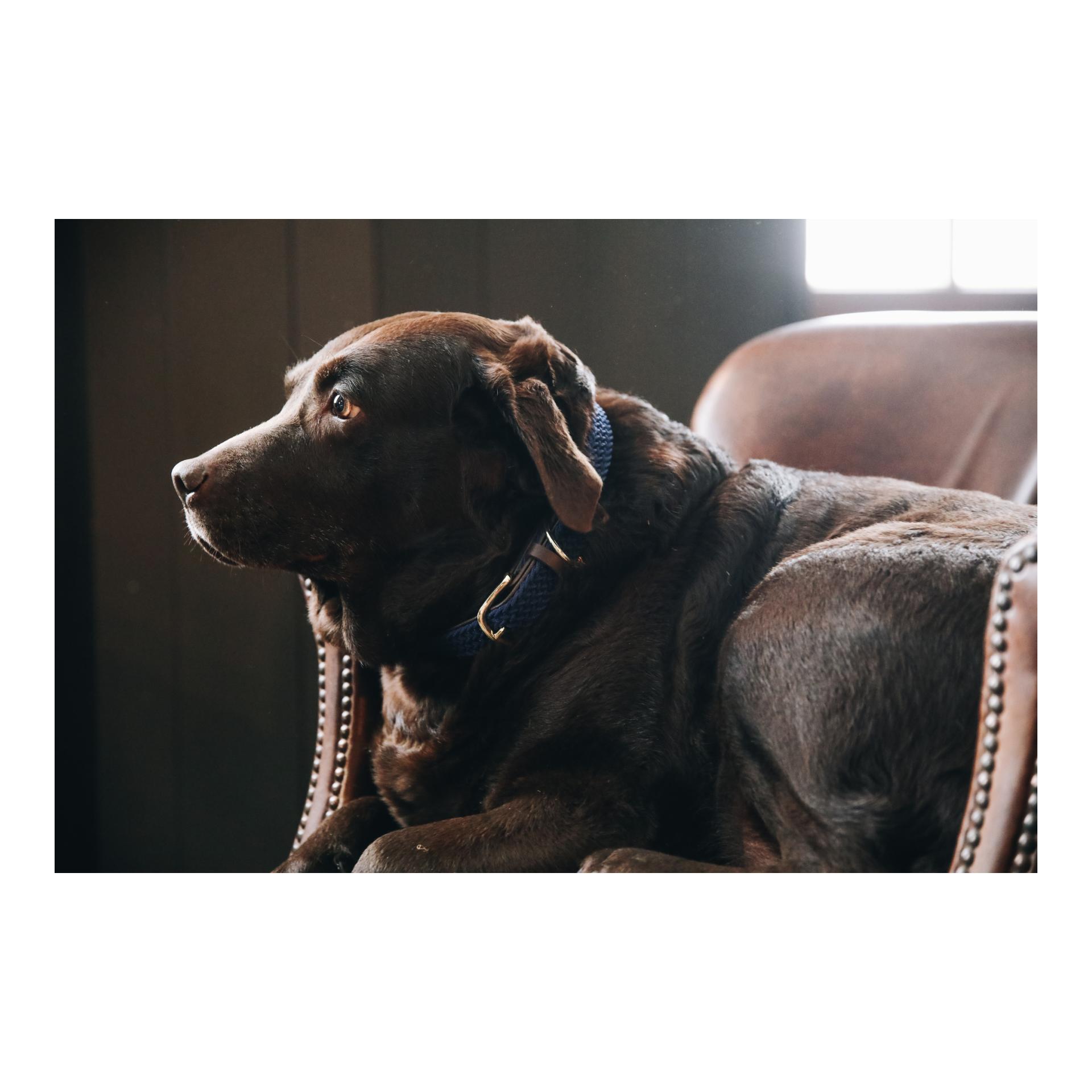 Kentucky Dogwear Collier pour chien en nylon tressé