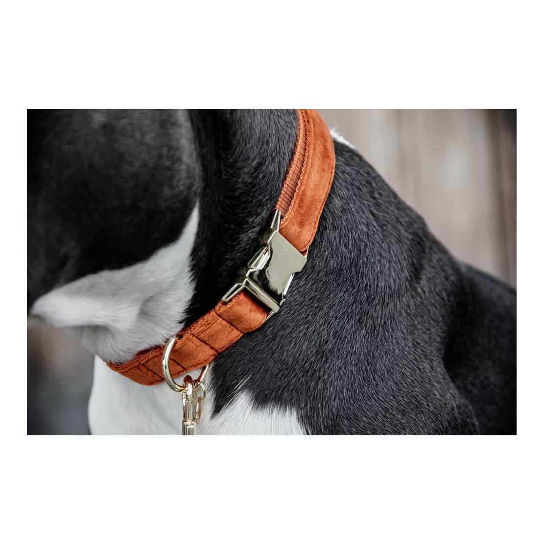 Kentucky Dogwear Hundehalsband velvet