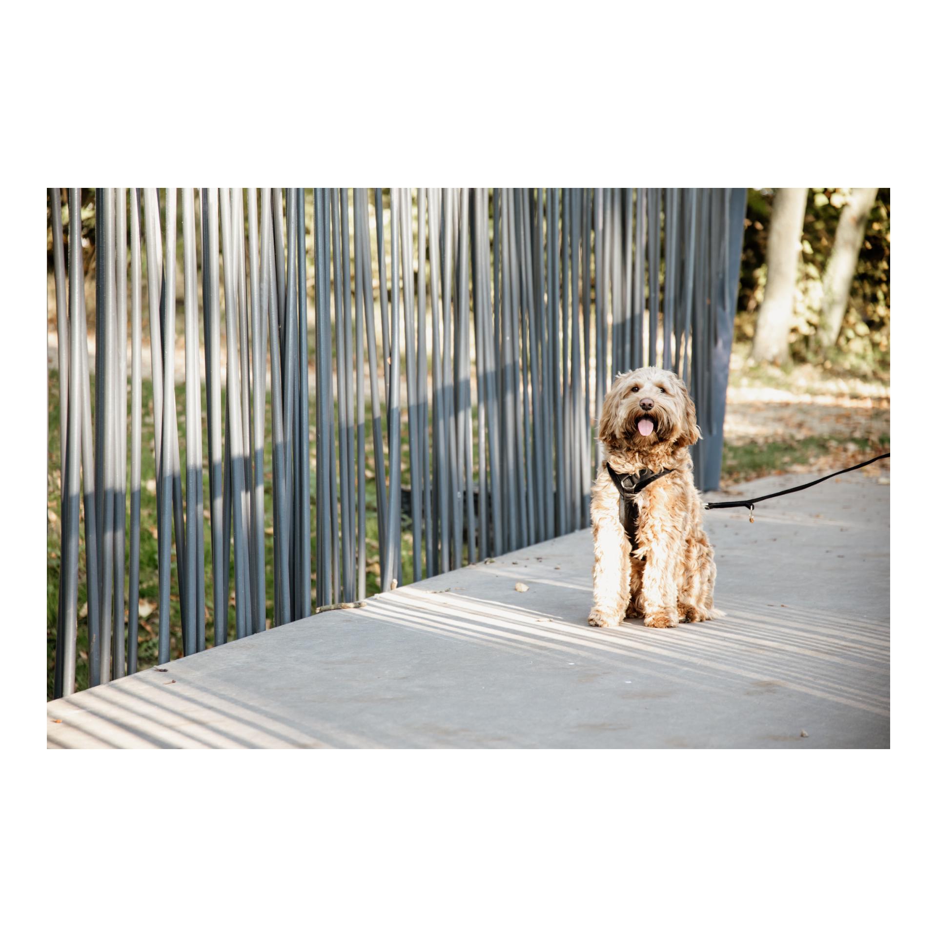 Kentucky Dogwear Harnais pour chien Active Velvet