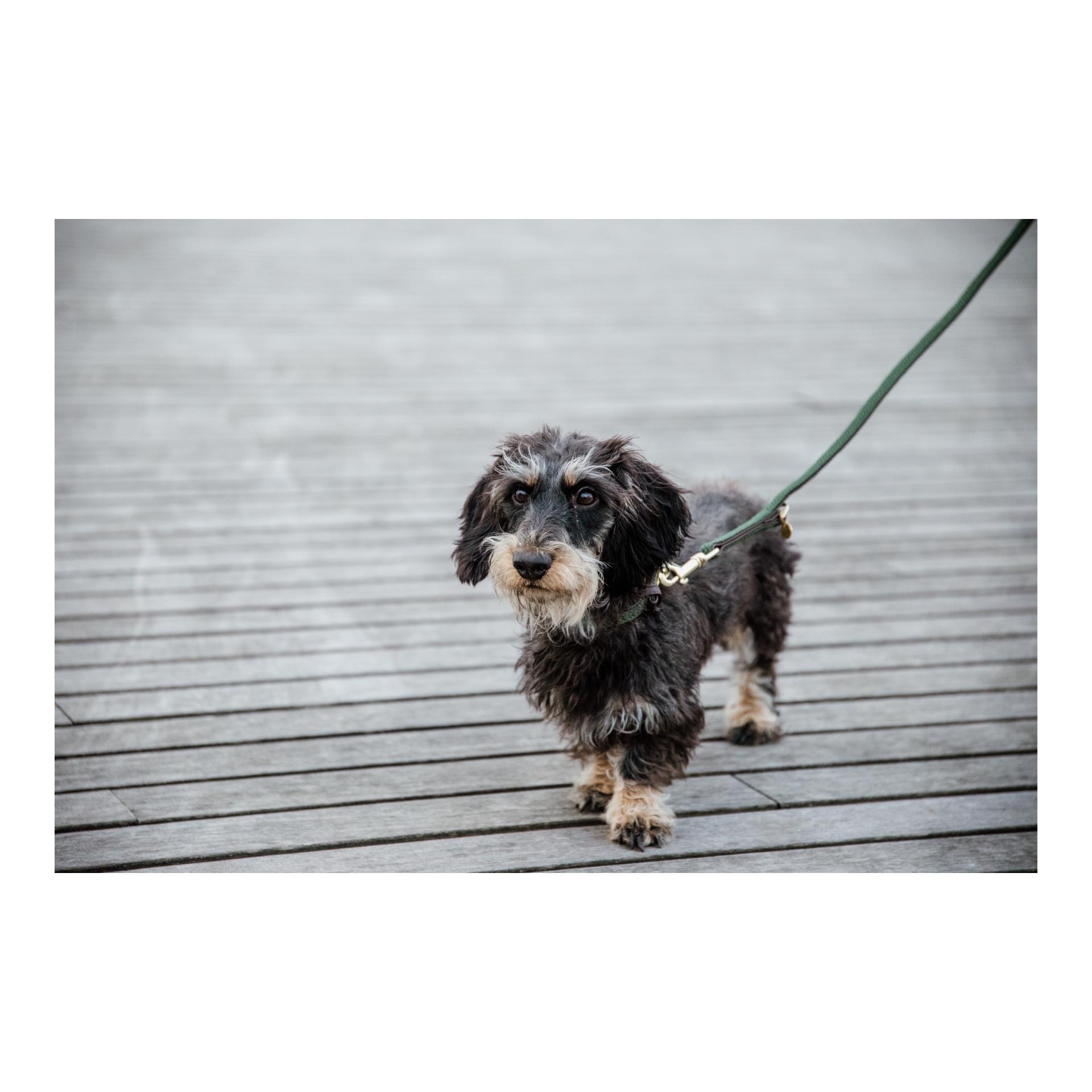 Kentucky Dogwear Hundehalsband Nylon geflochten - olive green