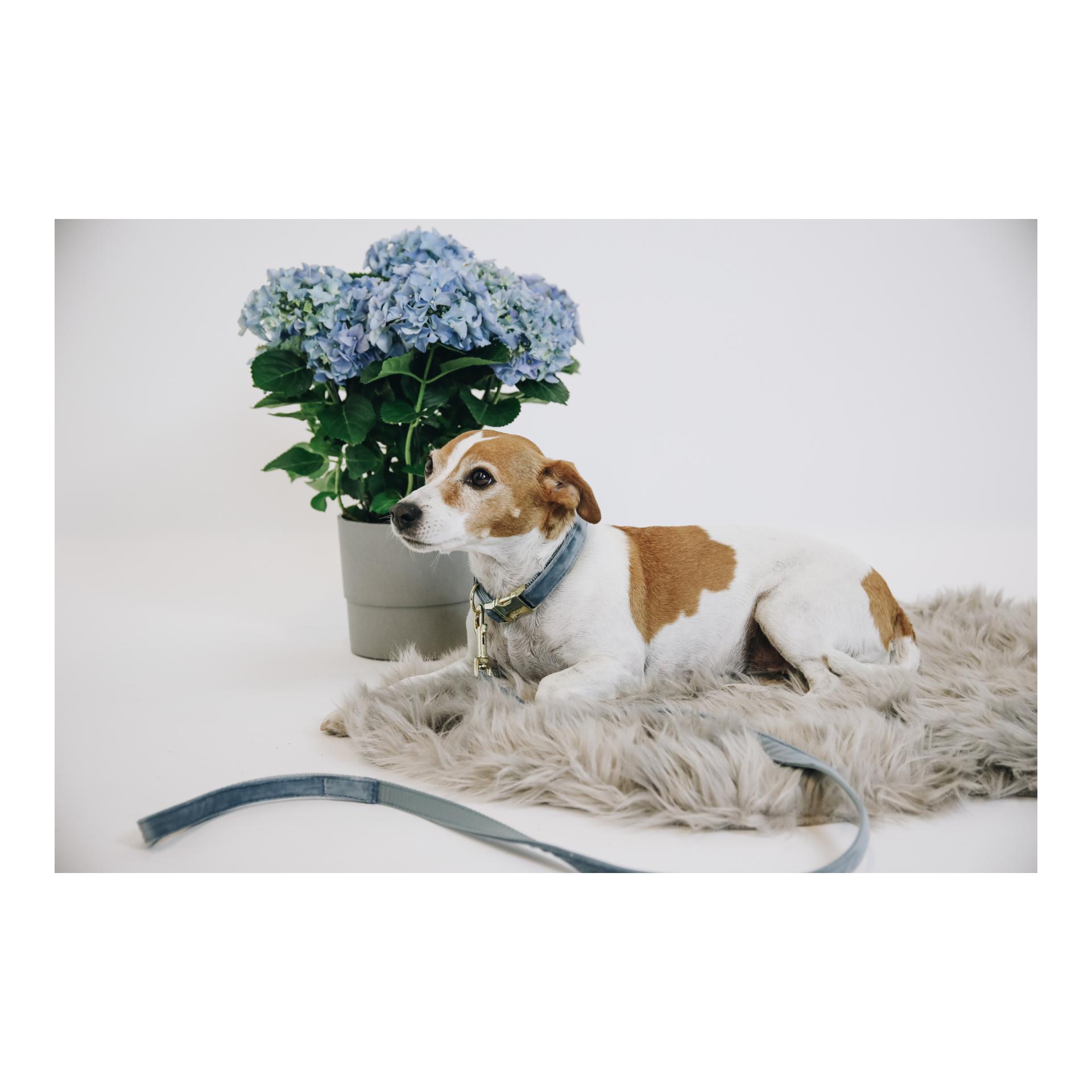 Kentucky Dogwear Laisse pour chien Velvet - light blue
