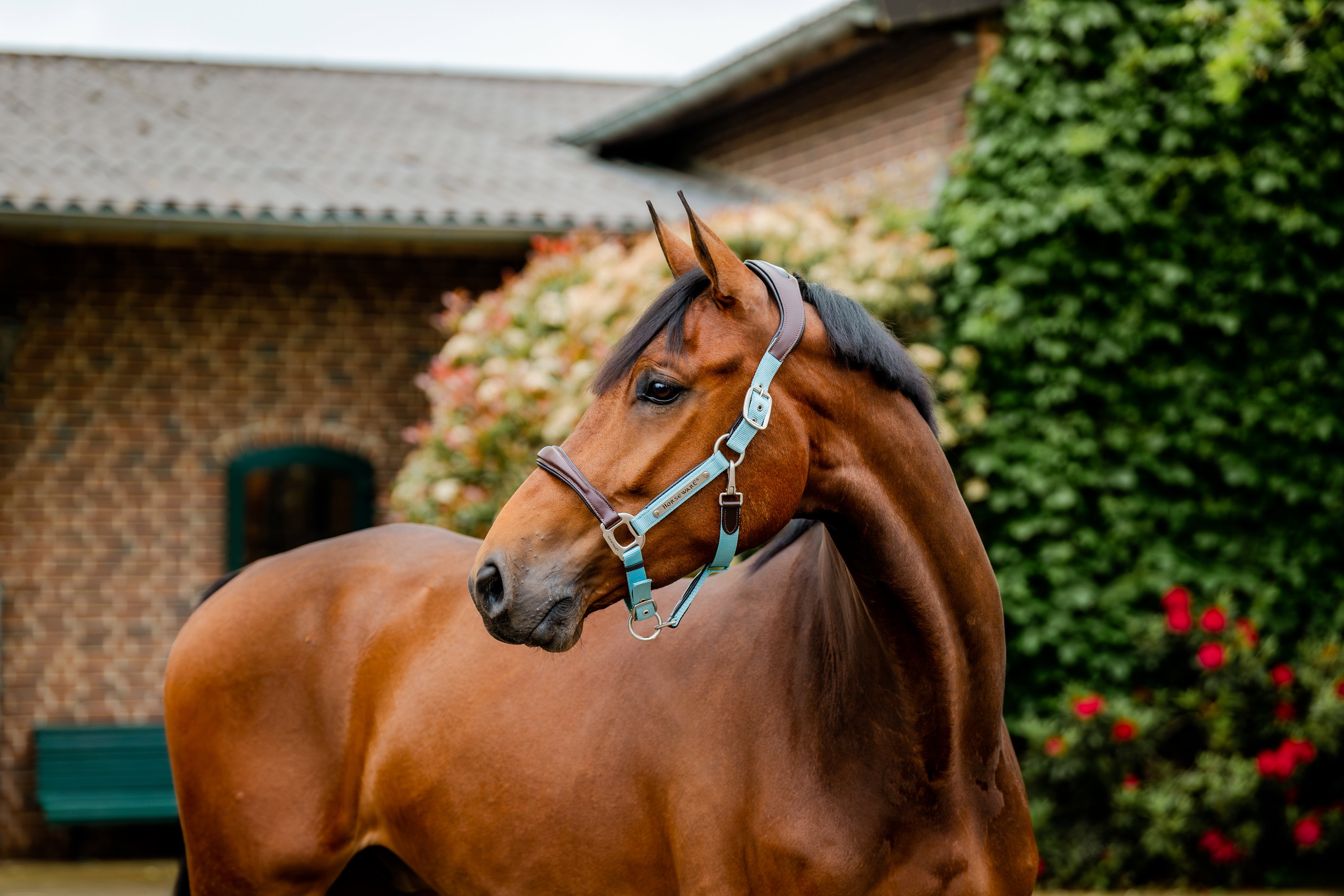 Horseware Halfter Signature Compeition