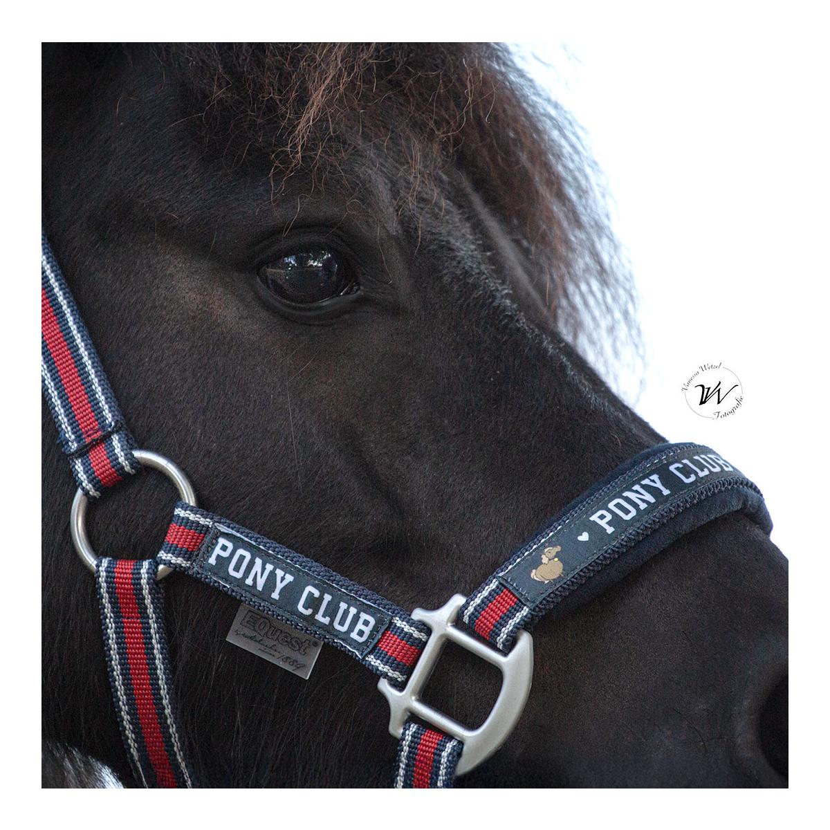 Soulhorse Halfter Dual Alu "Pony Club"