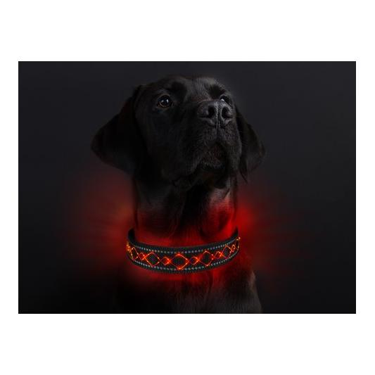 Collier lumineux pour chien "Beauty"