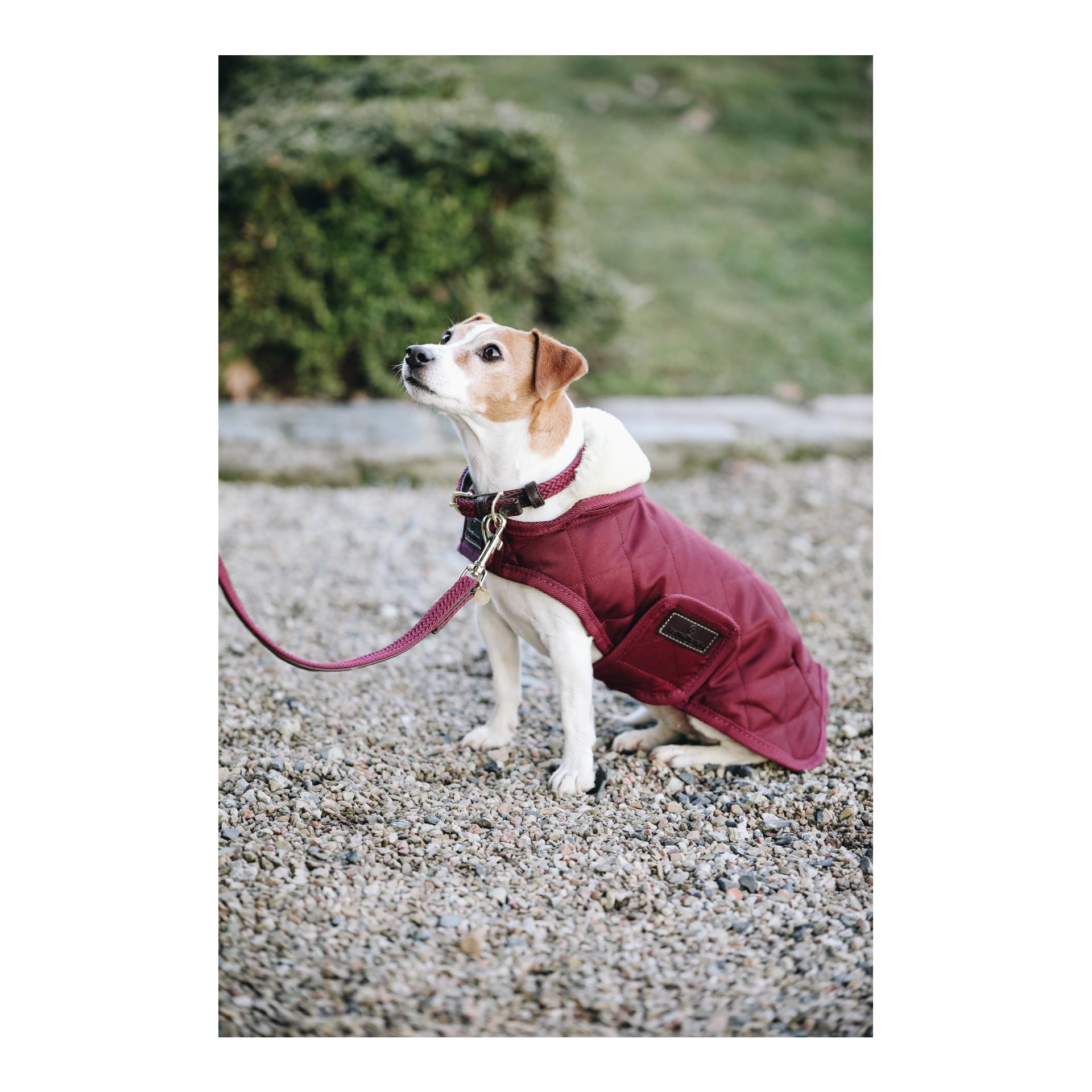Kentucky Dogwear Collier pour chien en nylon tressé - bordeaux