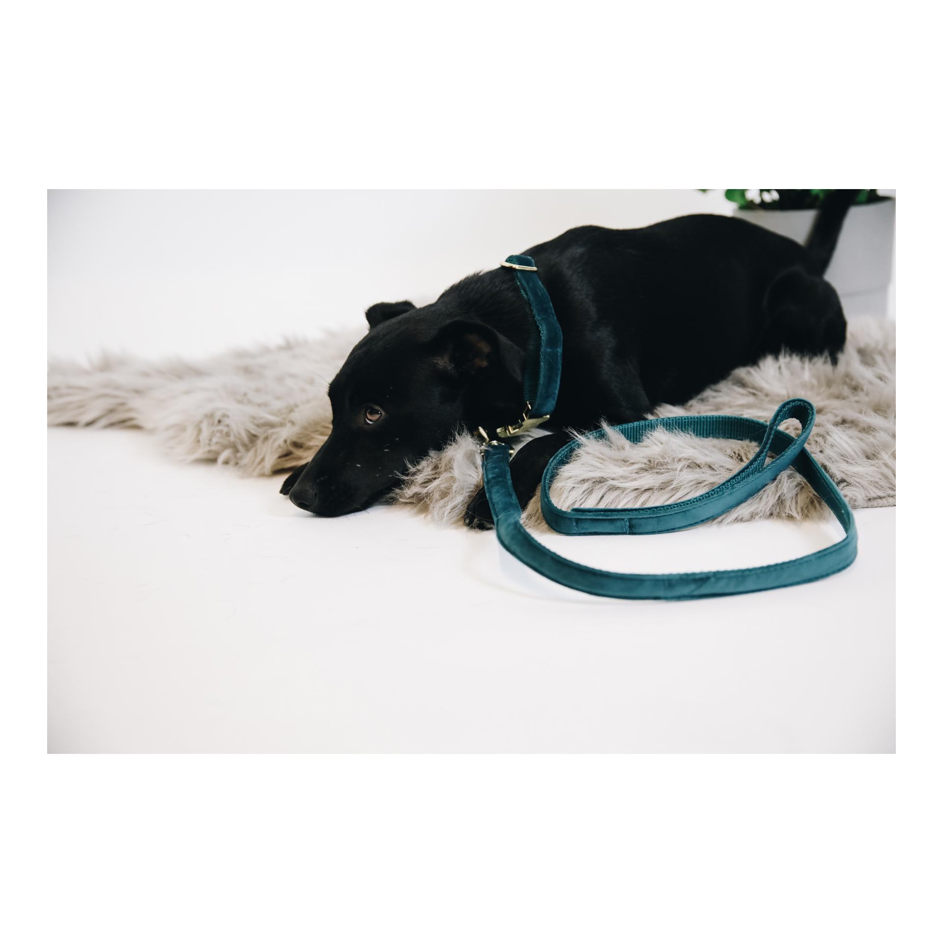 Kentucky Dogwear Hundeleine Velvet - emerald