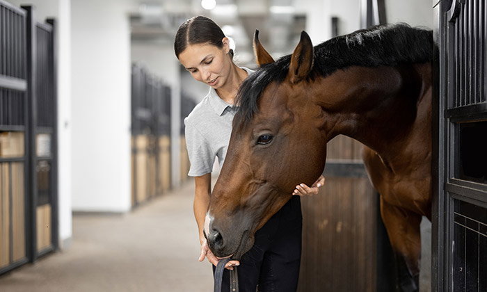 reitsport_ch-stall