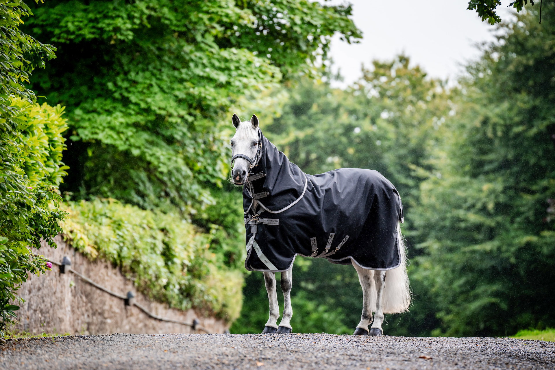 Horseware Weidedecke mit Halsteil Amigo 12 Plus 250g