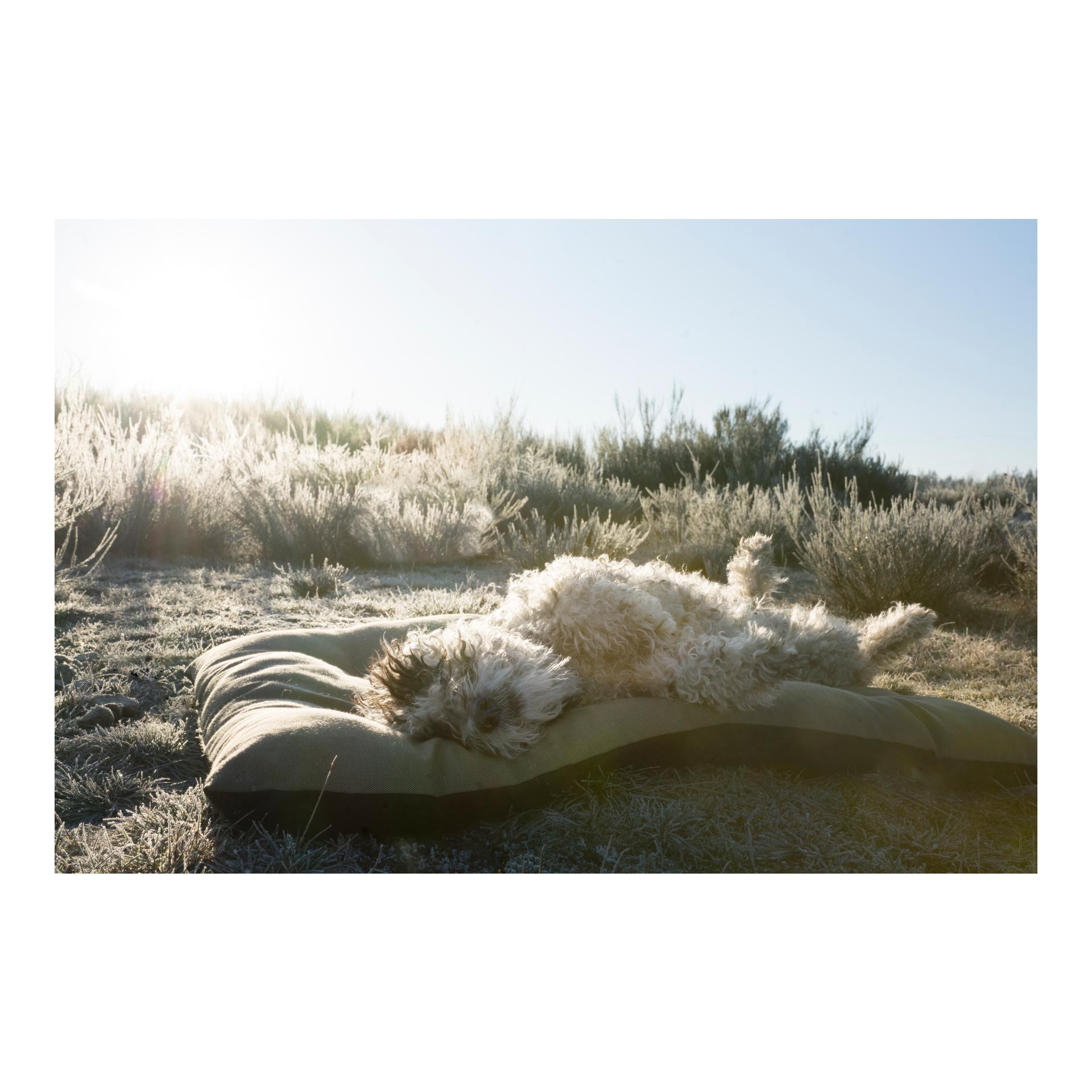 Cloud 7 Coussin pour chien RESC7UE