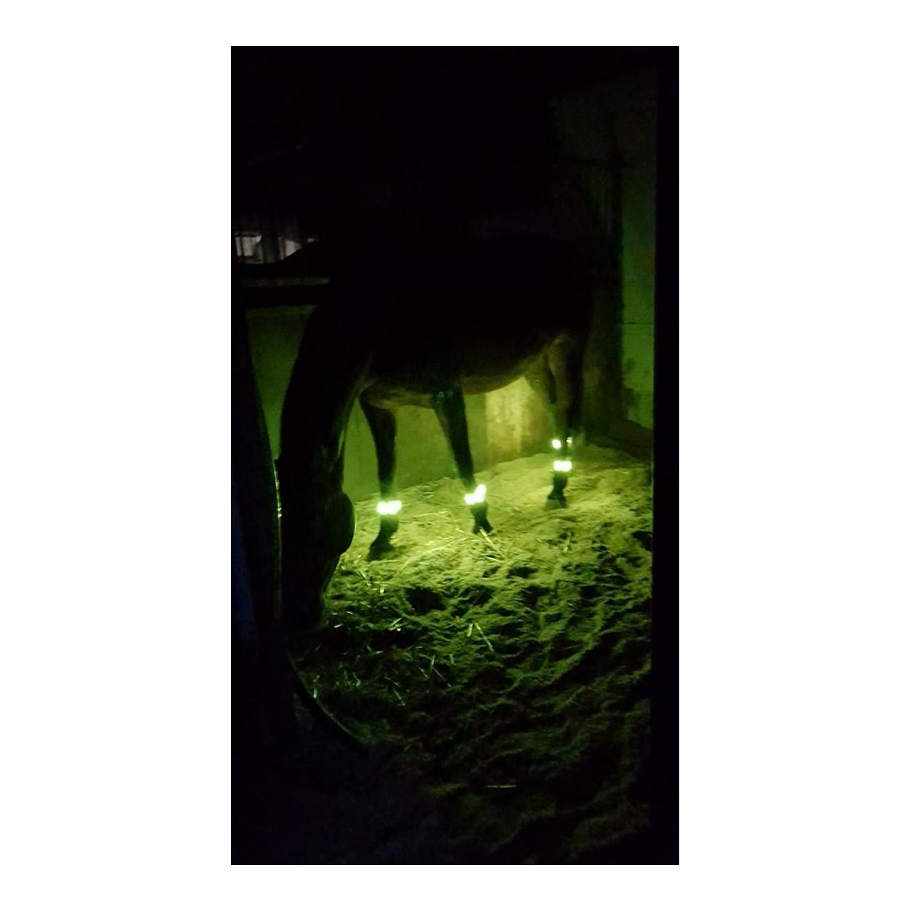 Animal Light LED Leuchtgamaschen Threeple 4er-Set - gelb