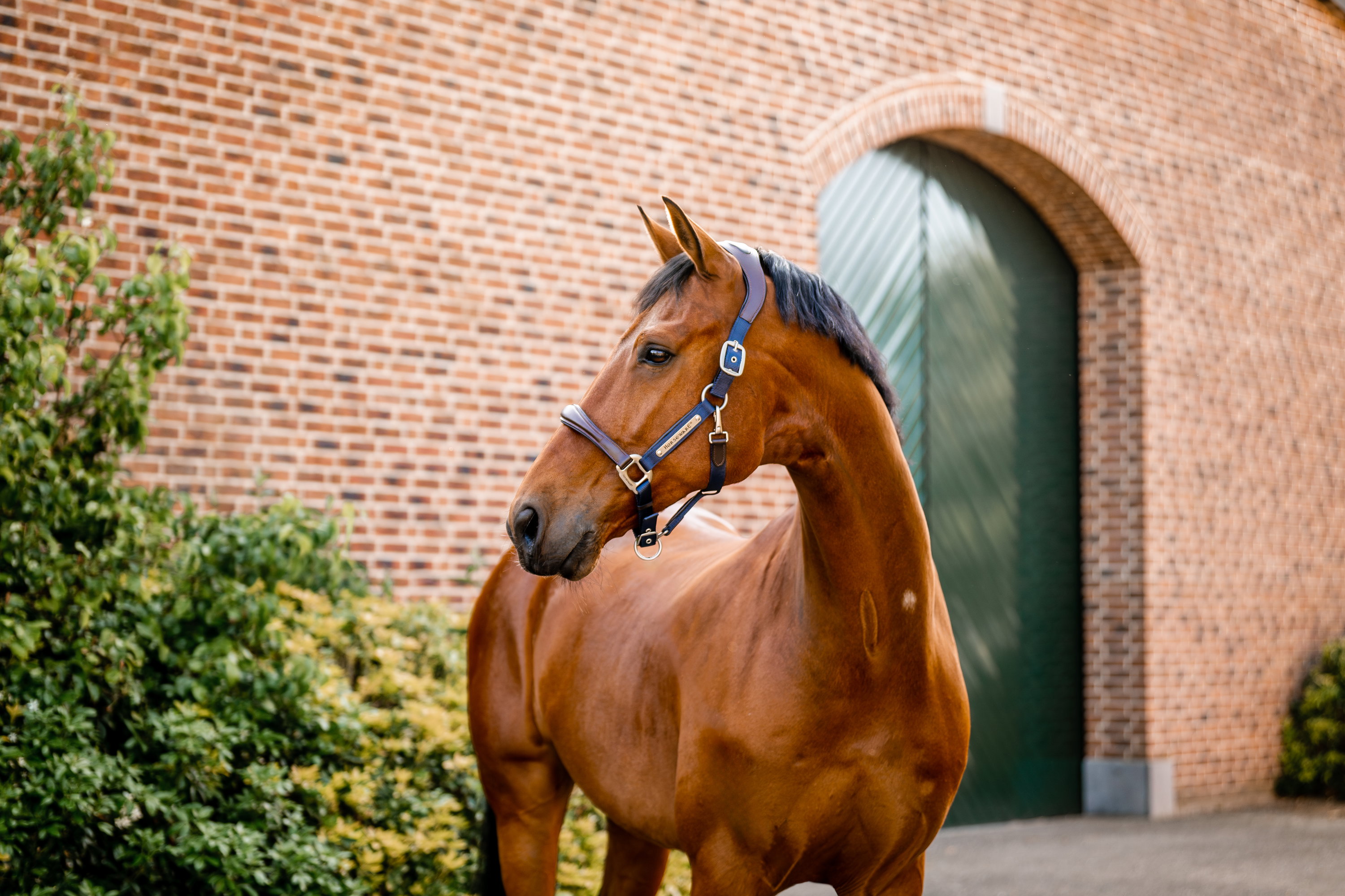 Horseware Halfter Signature Compeition