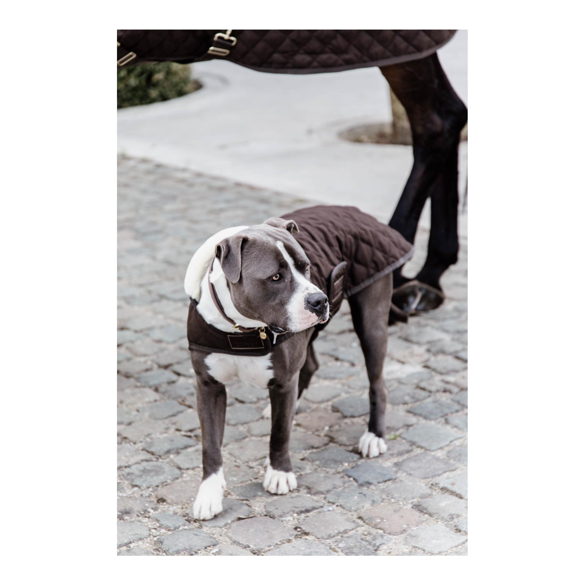 Kentucky Dogwear Manteau pour chien Original - brown