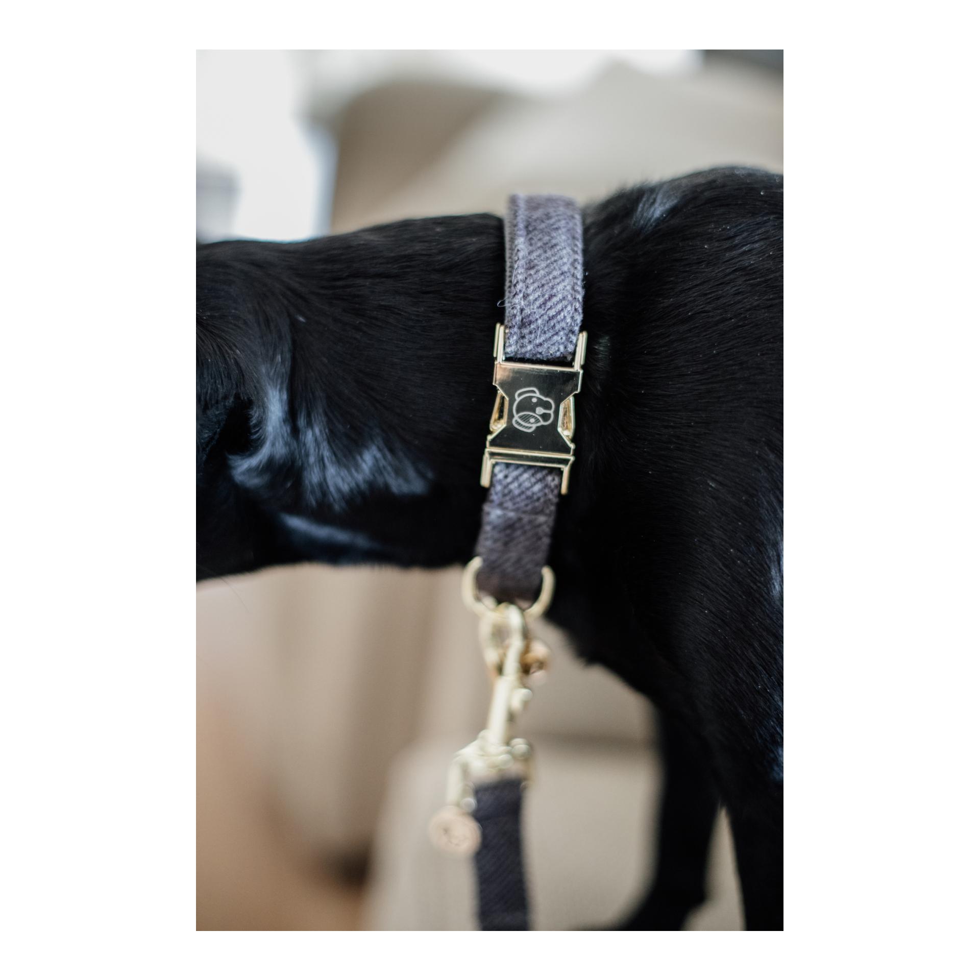 Kentucky Dogwear Hundehalsband Wool - grau