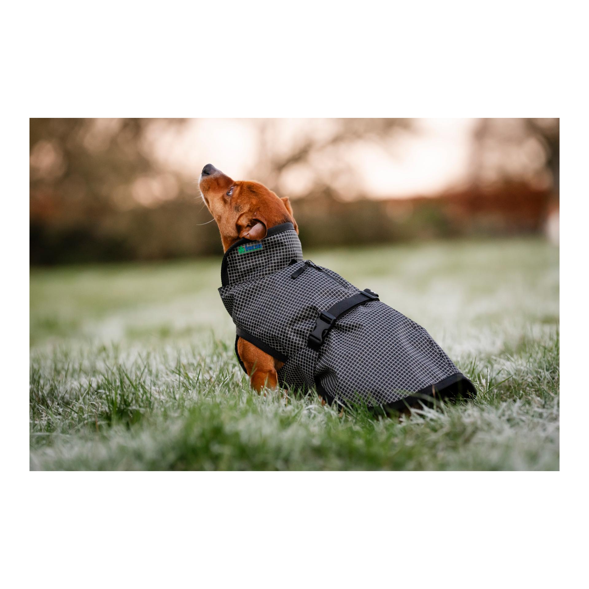 Bucas Hundedecke Refelctglow