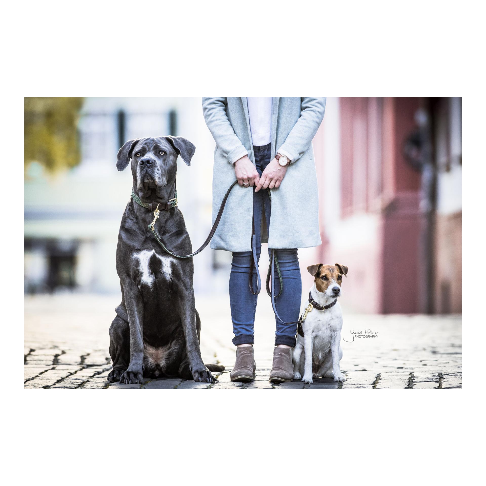 Kentucky Dogwear Hundehalsband Nylon geflochten - olive green