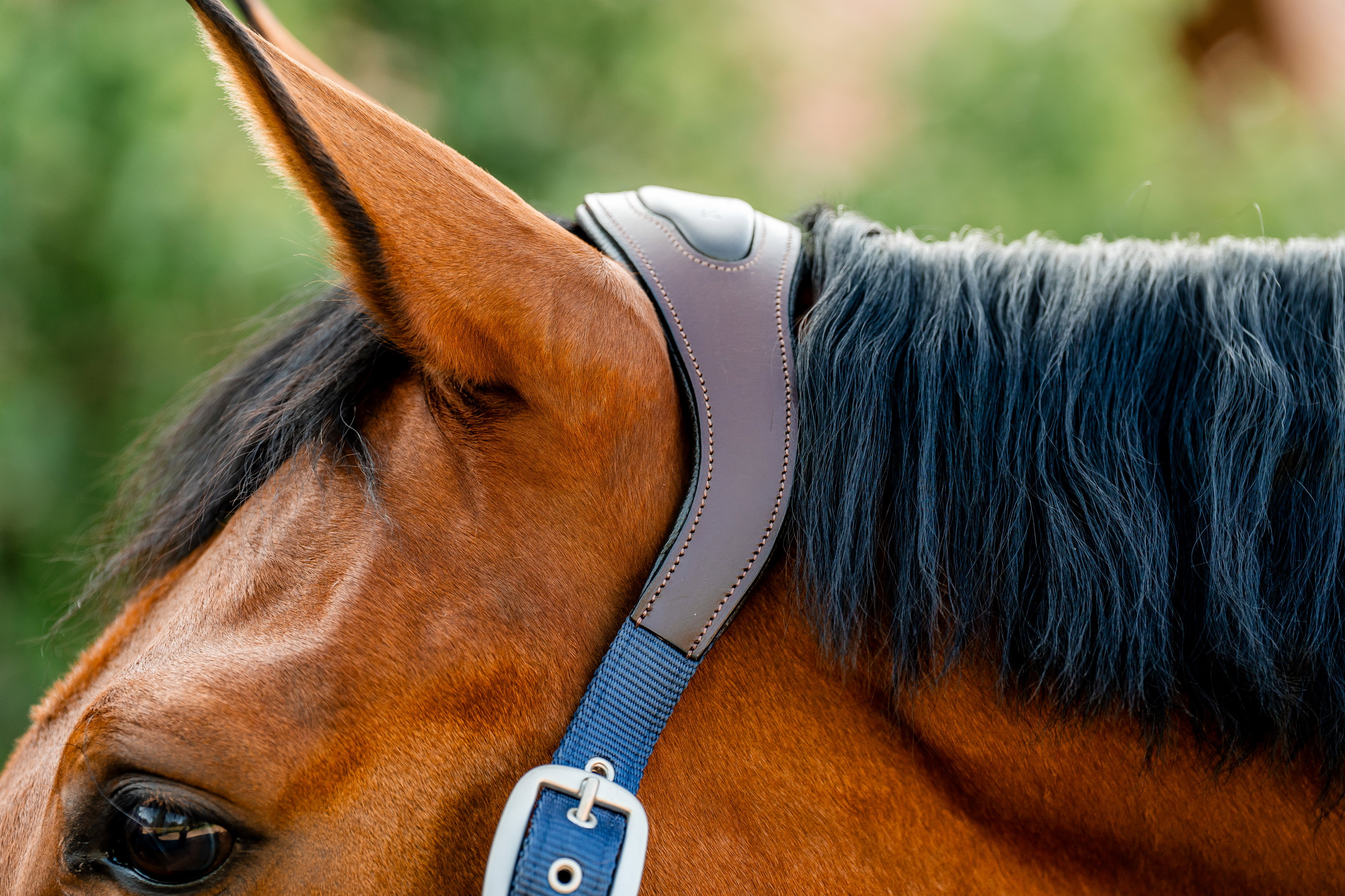 Horseware Halfter Signature Compeition