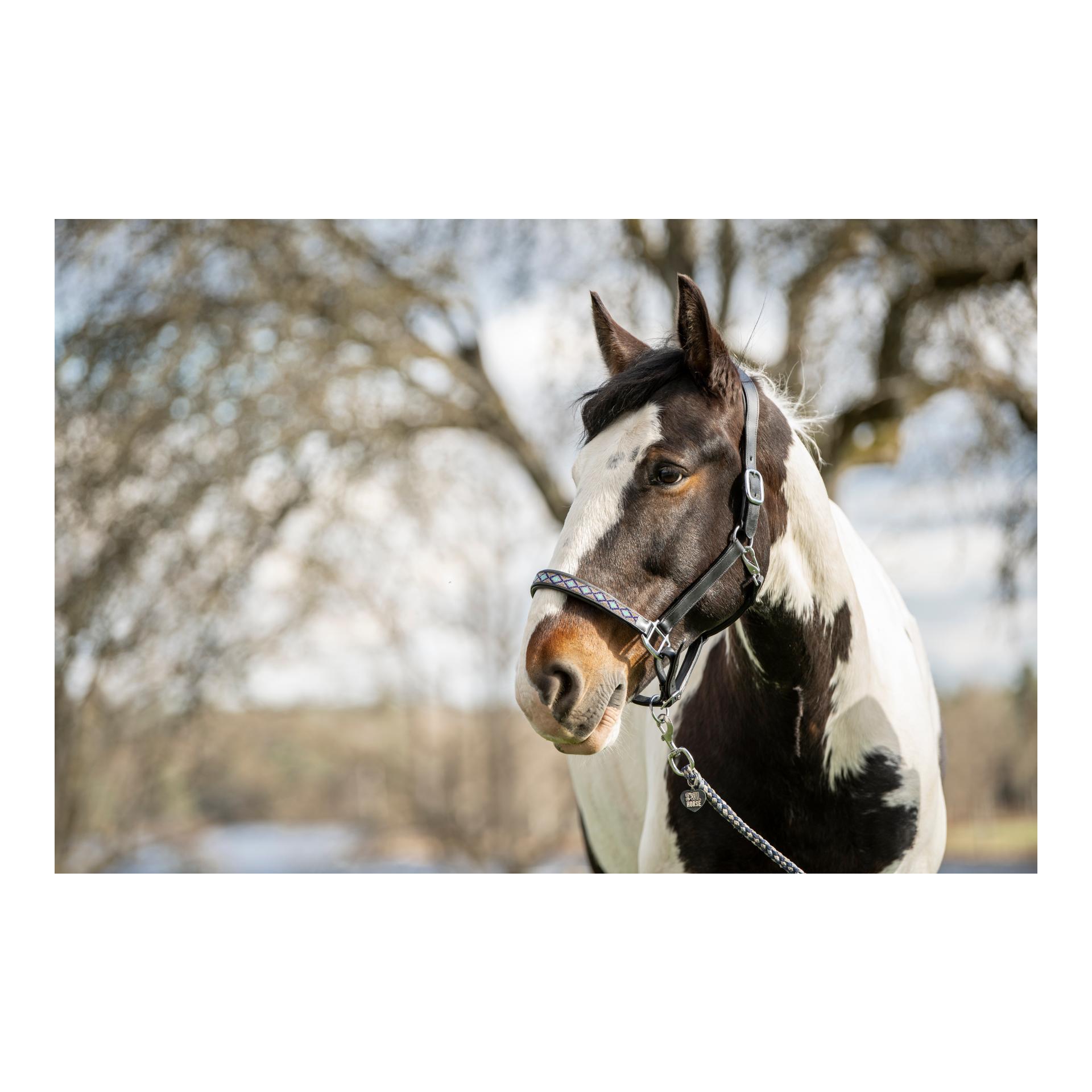 Soulhorse Lederhalfter Pearls