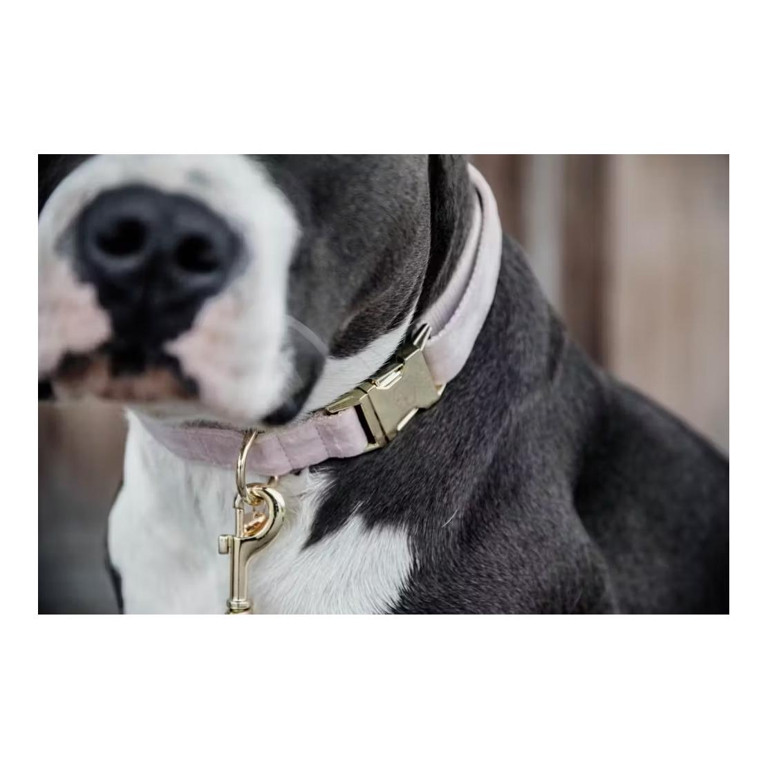 Kentucky Dogwear Collier pour chien velours