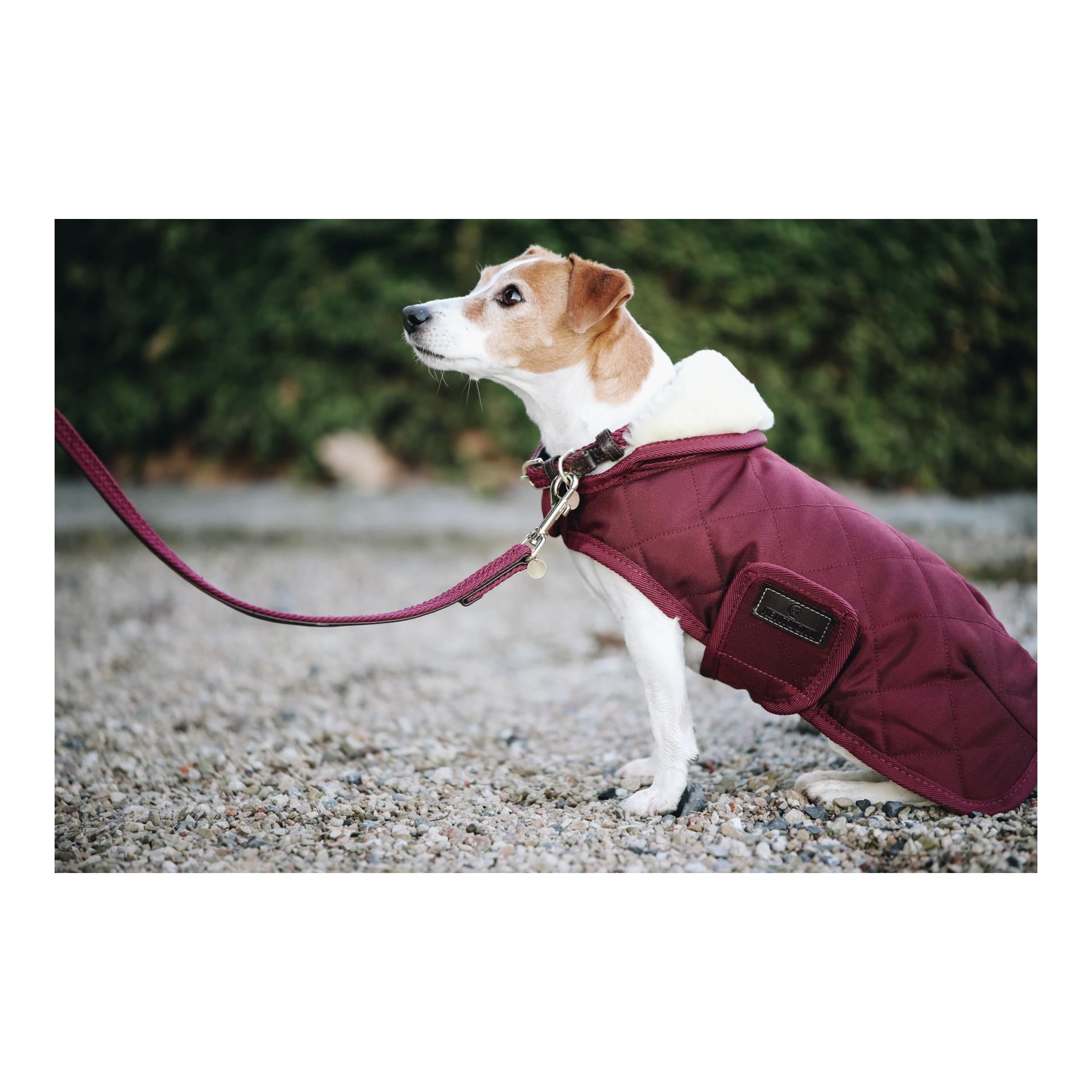 Kentucky Dogwear Hundeleine Nylon geflochten - bordeaux