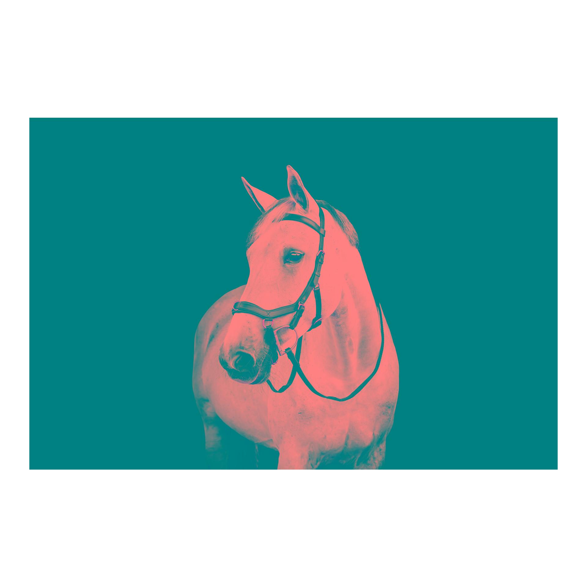 Horseware Zaum Micklem Multi