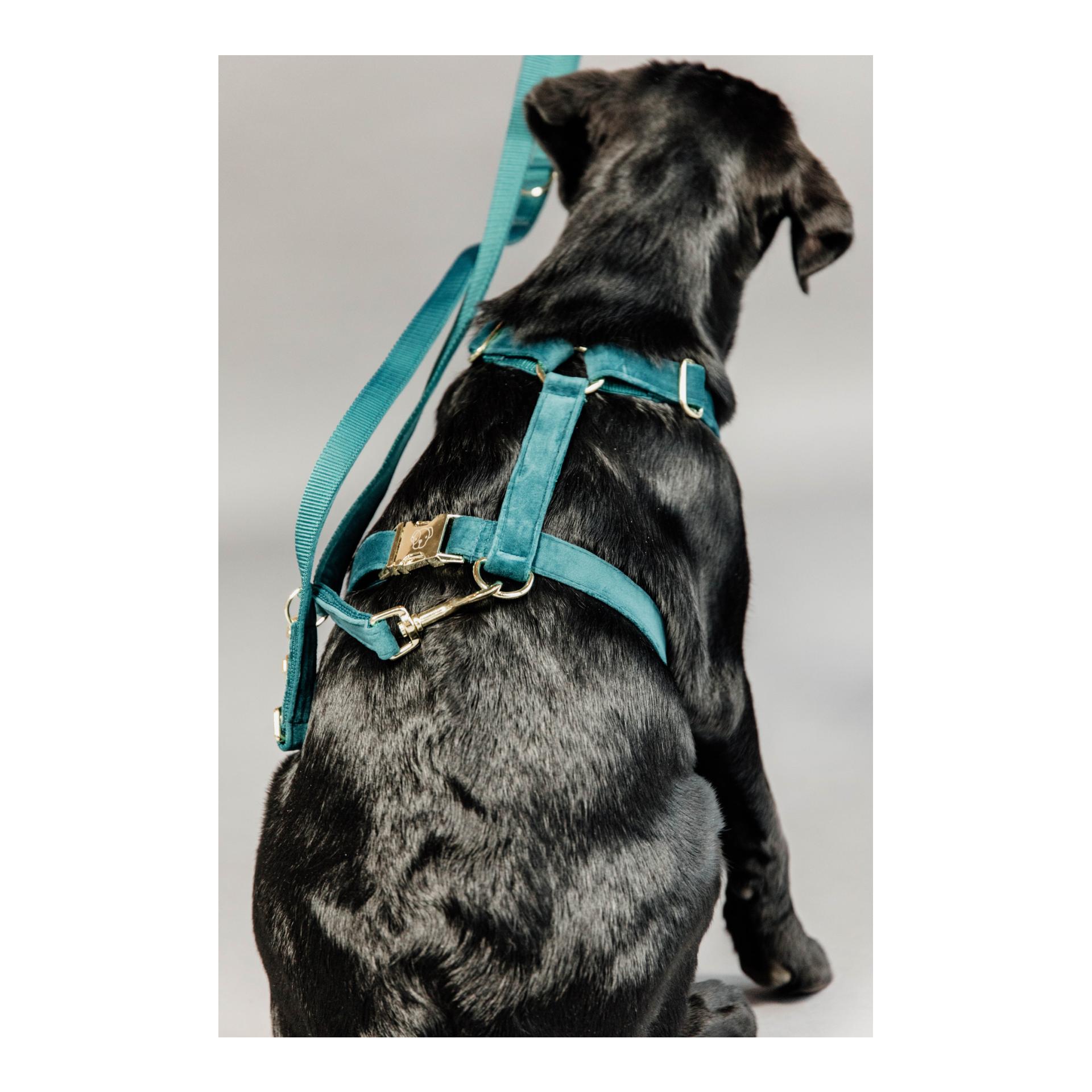 Kentucky Dogwear Hundeleine Velvet - emerald