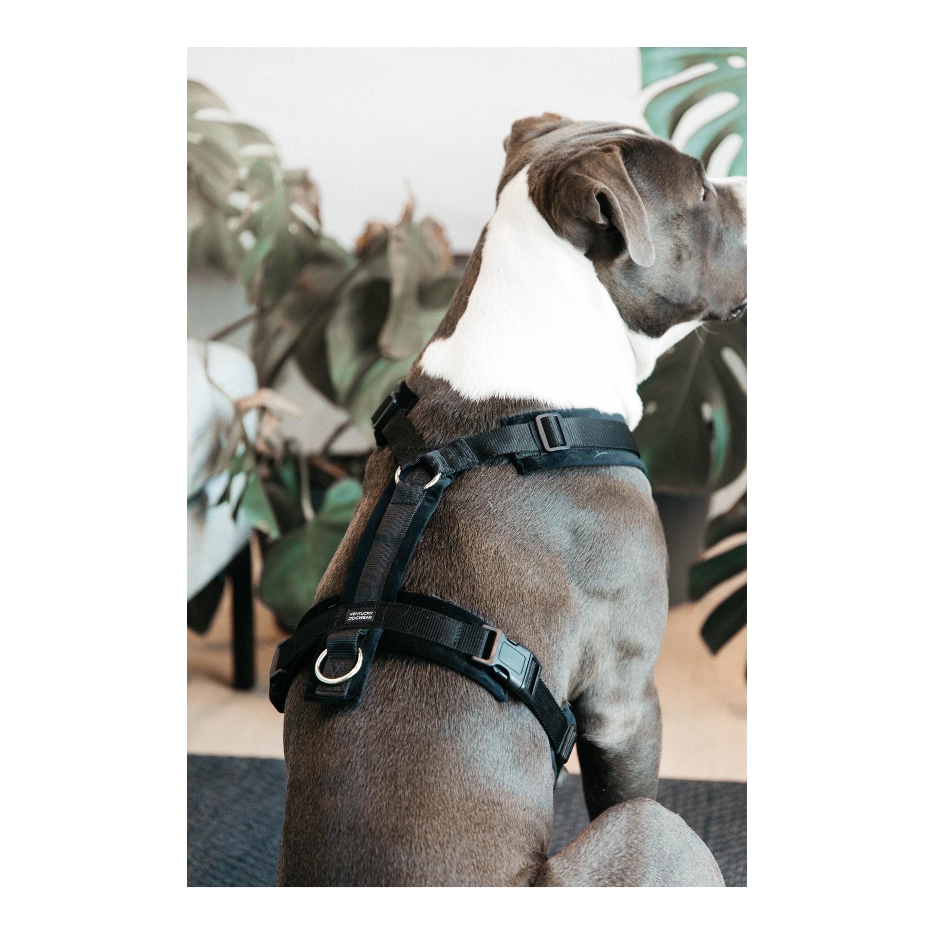 Kentucky Dogwear Harnais pour chien Active Velvet