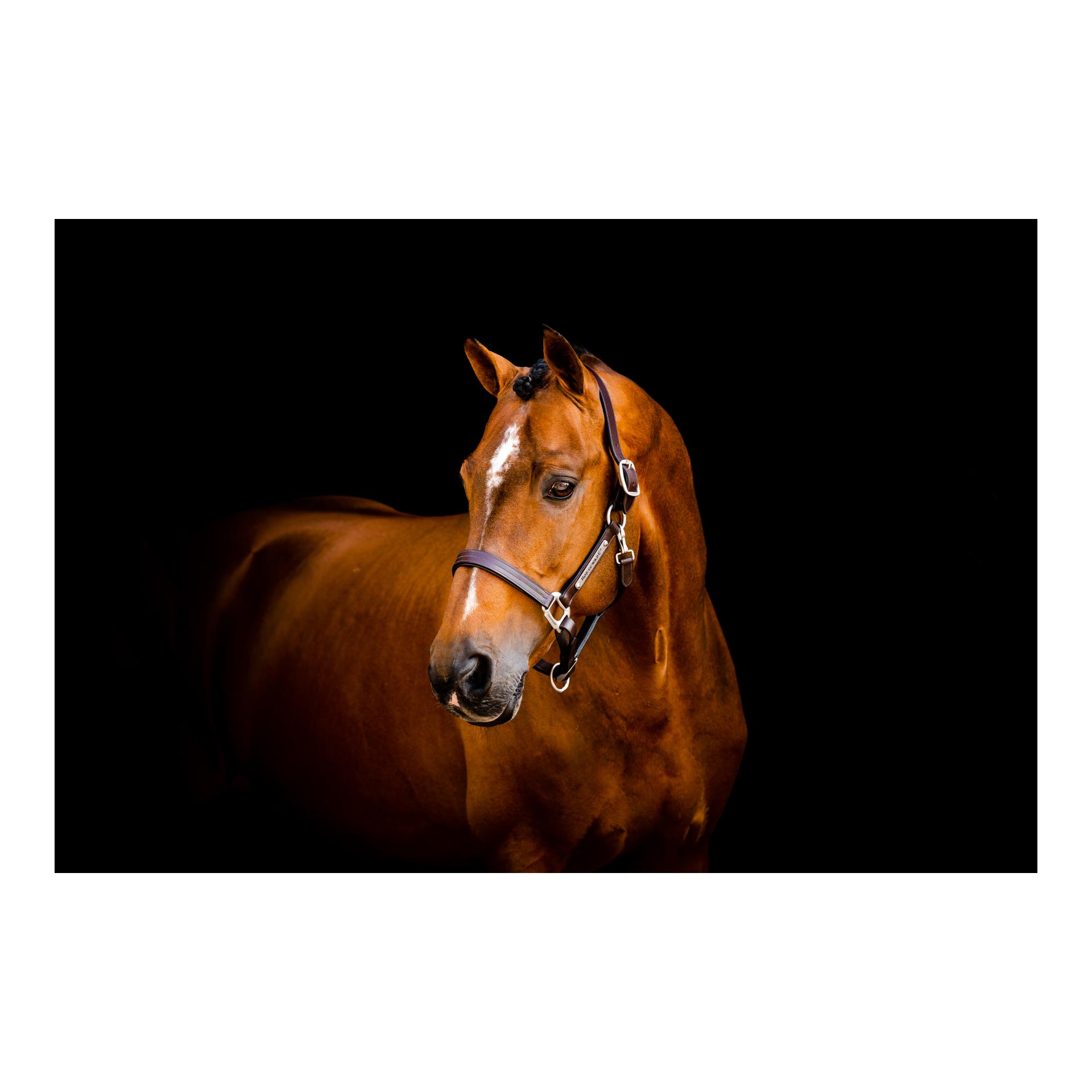 Horseware Lederhalfter Signature