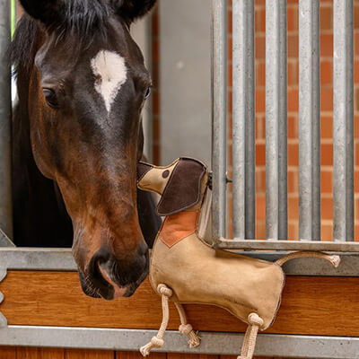 stall-Tierwohl_Komfort