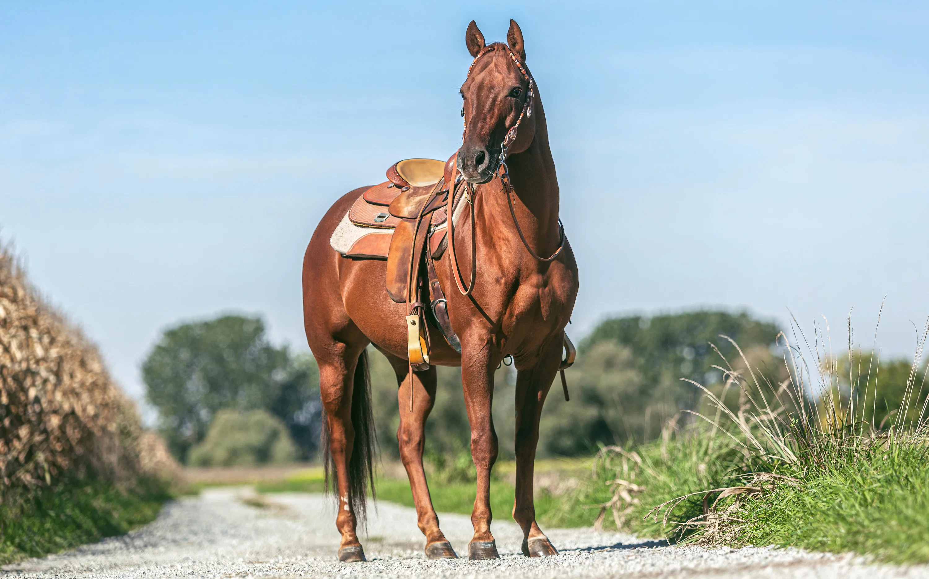 Pferd_Western