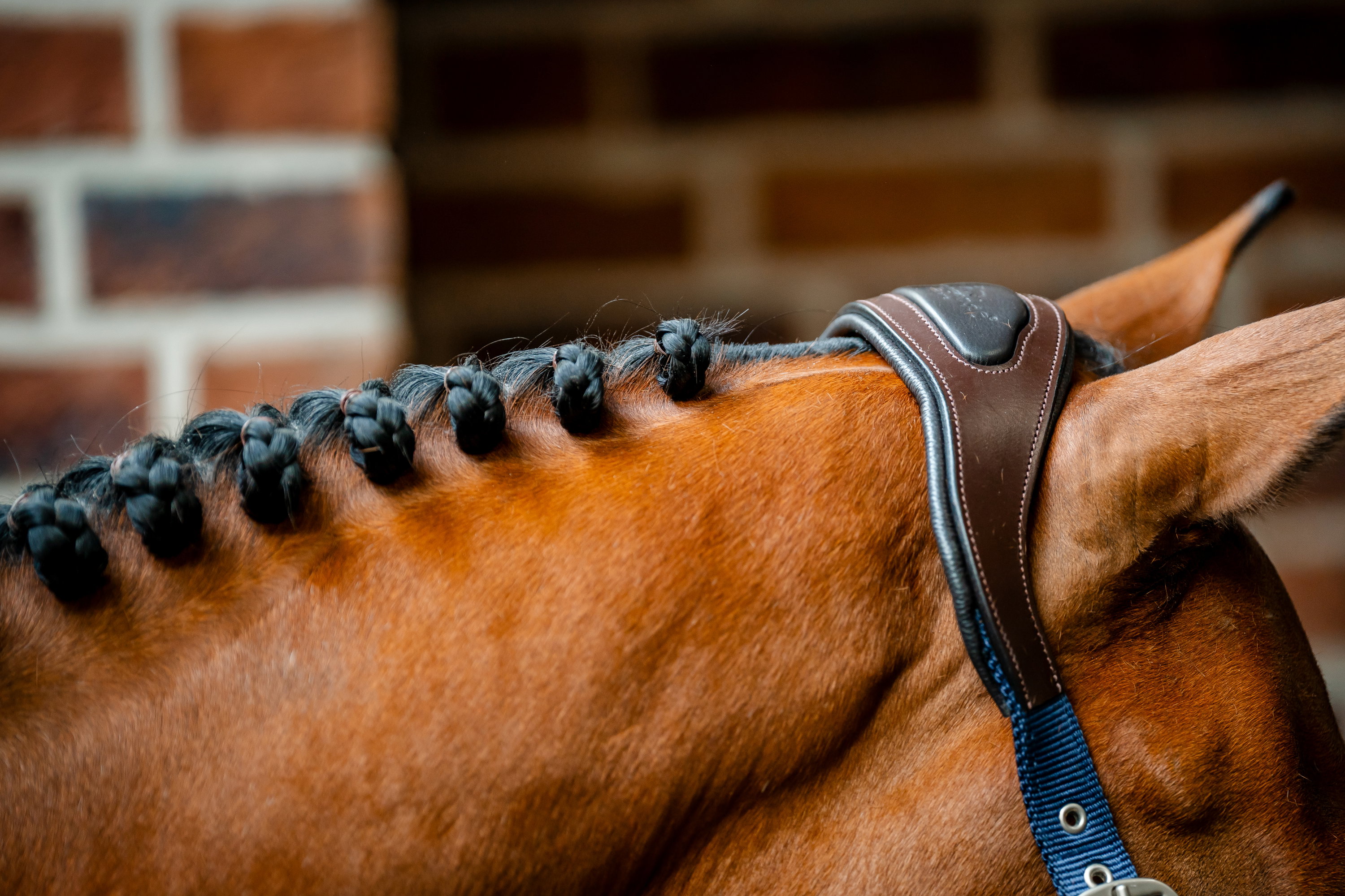 Horseware Halfter Signature Compeition