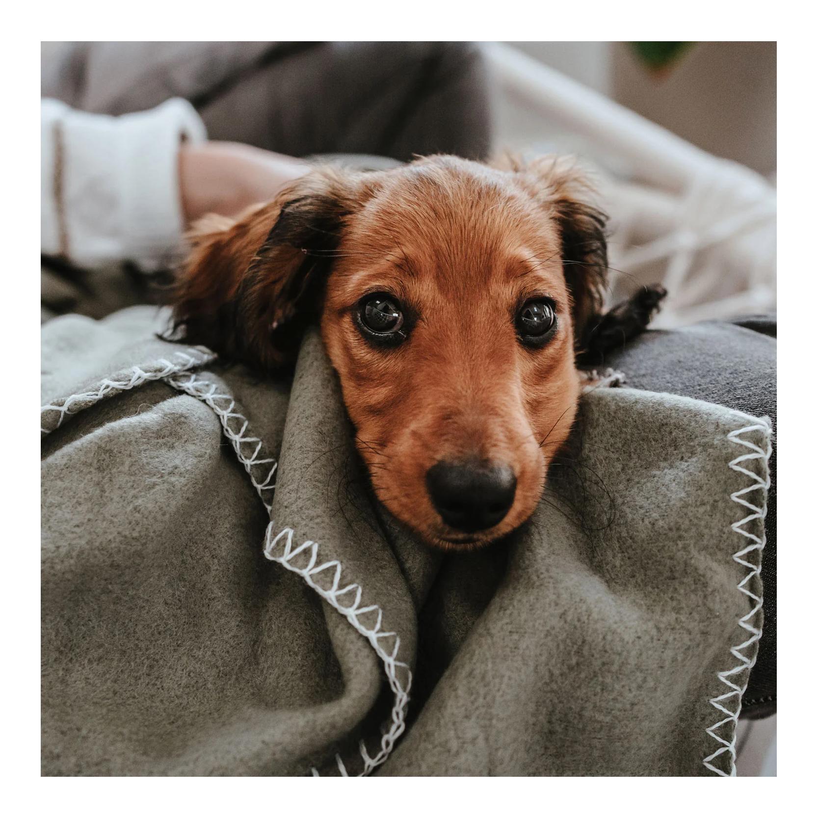 Hunter Couverture pour chien Casper